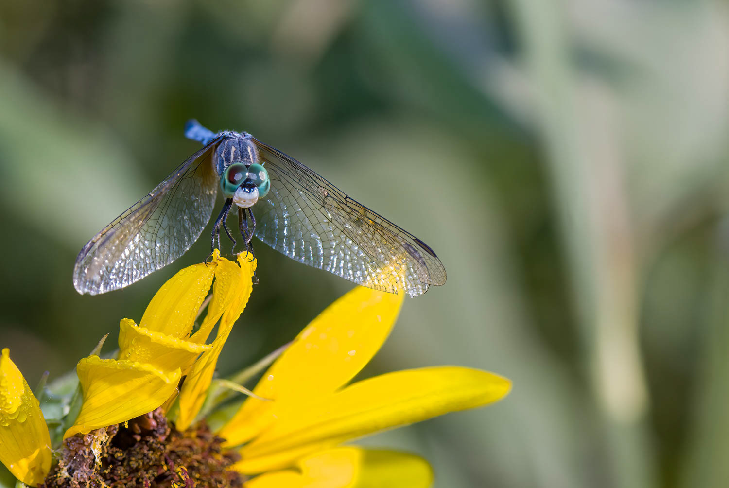 Blue Dasher (Pachydiplax longipennis)