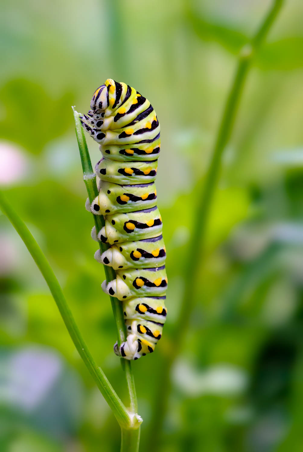 Black Swallowtail Caterpillar (Papilio polyxenes)