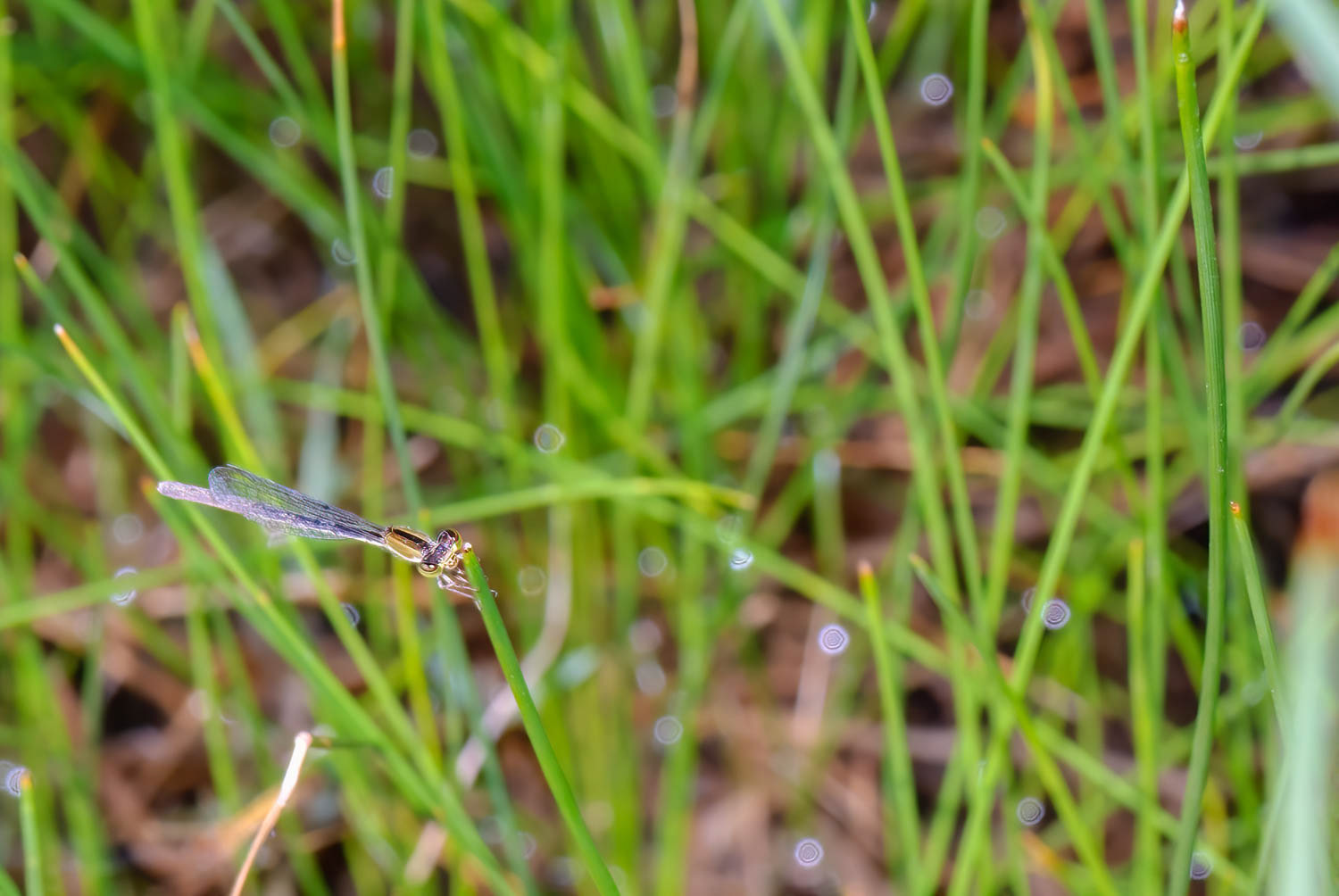 Citrine Forktail (Ischnura hastata