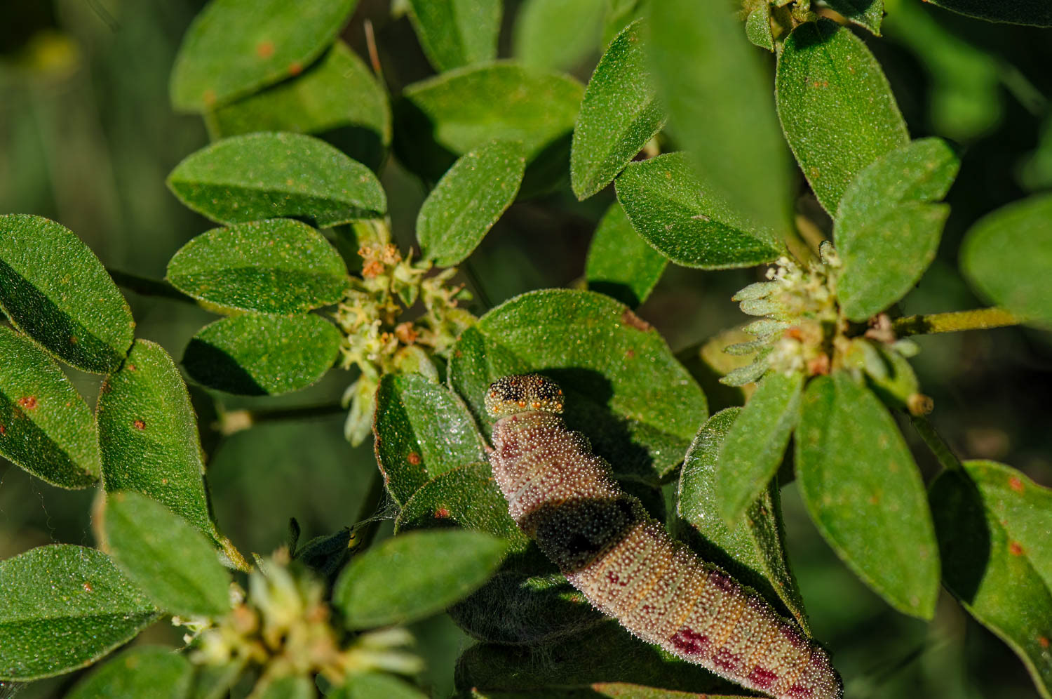 Eastern-tailed Blue Caterpillar Cupido comyntas)