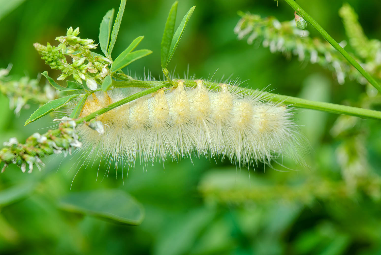 Tissue Moth Caterpillsr(Triphosa haesitata)