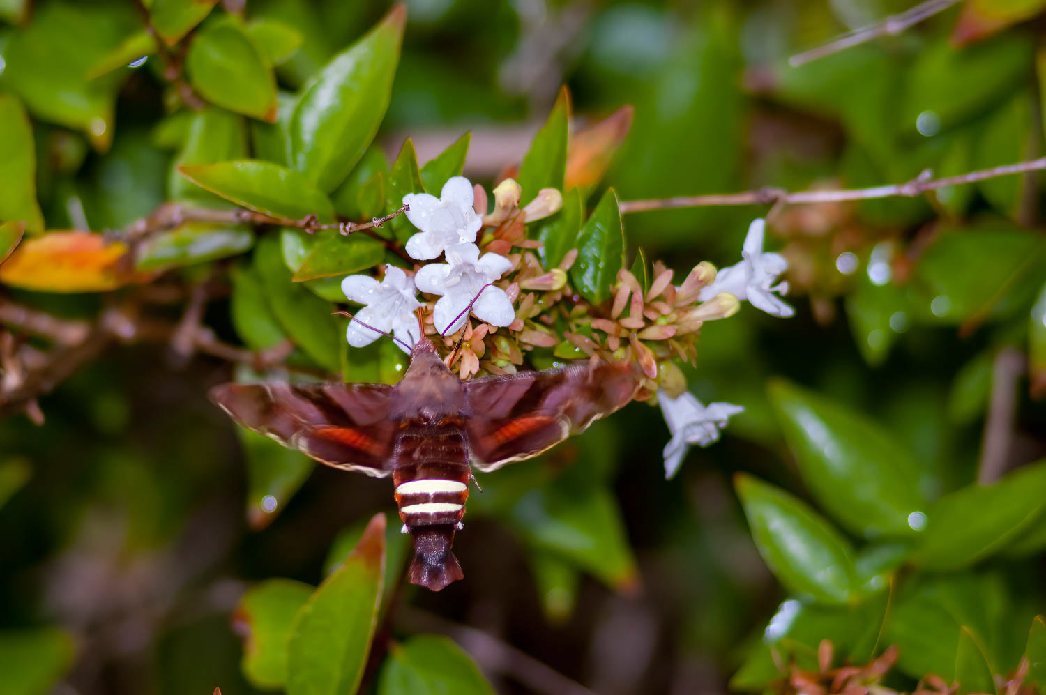 Nessus Sphinx Moth (Amphion floridensis)