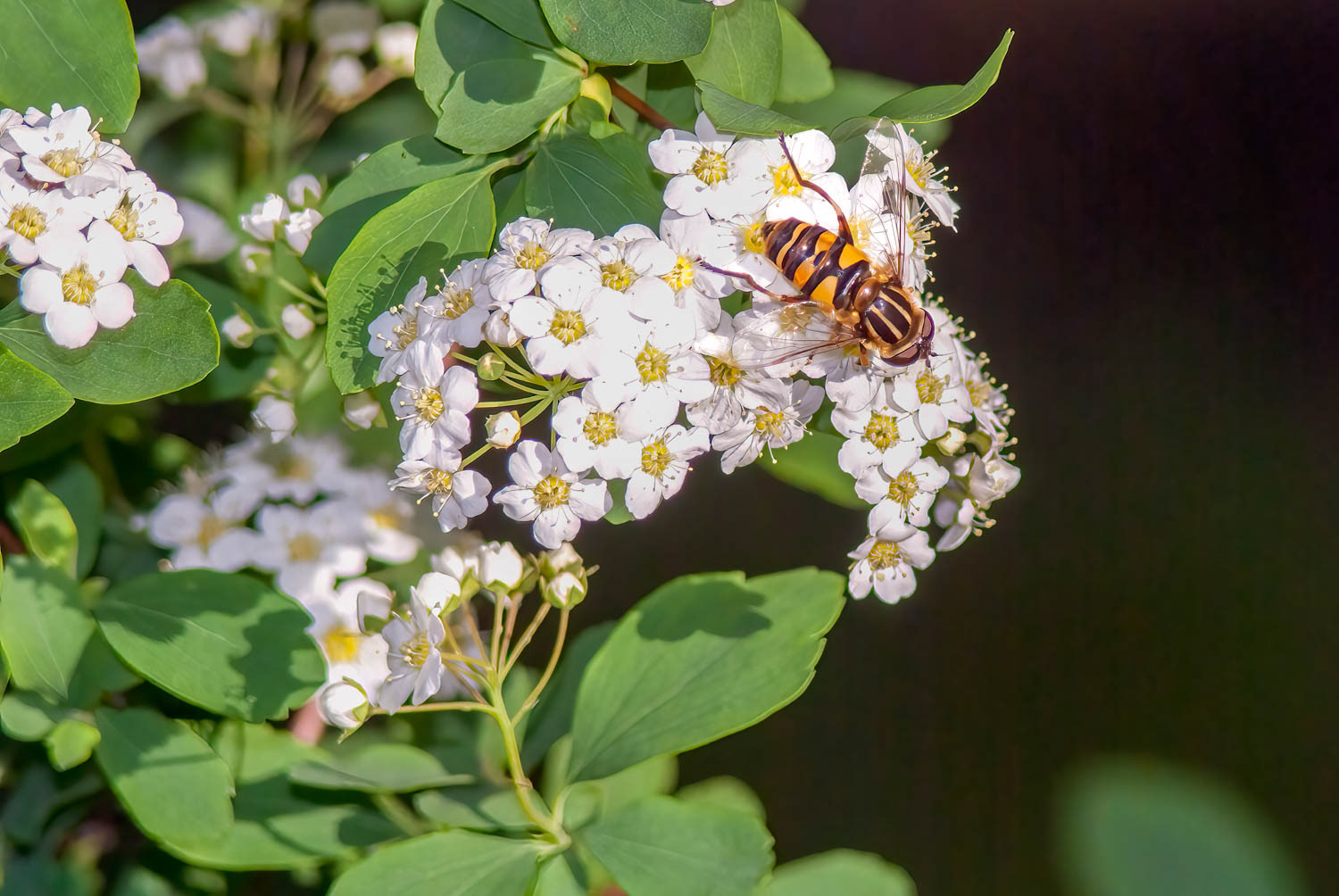 Yellowjacket Fly (Spilomyia longicornis)