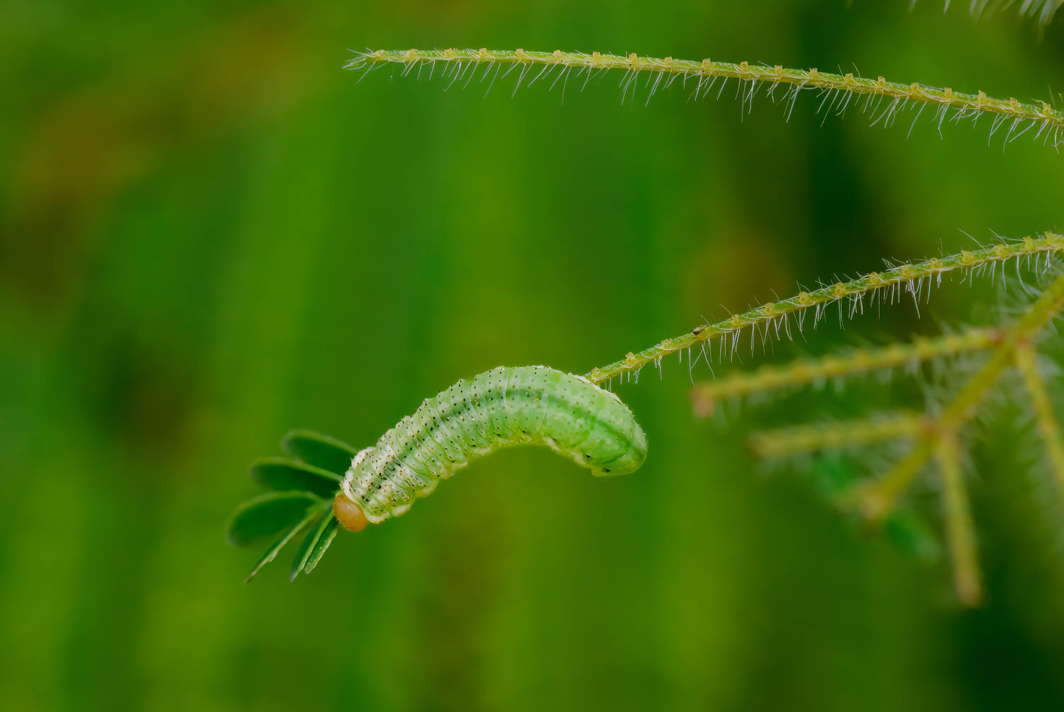 Aphid Fly (Dioprosopa clavata) -Larvae