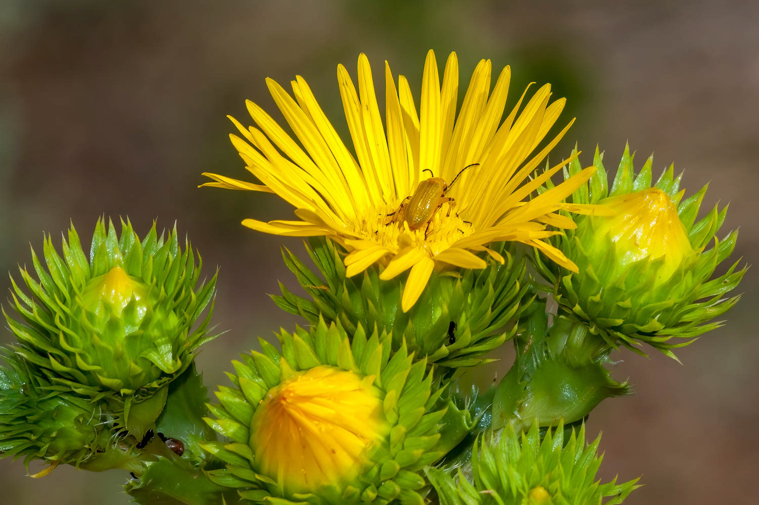 Yellow Blister Beetle (Zonitis sayi)