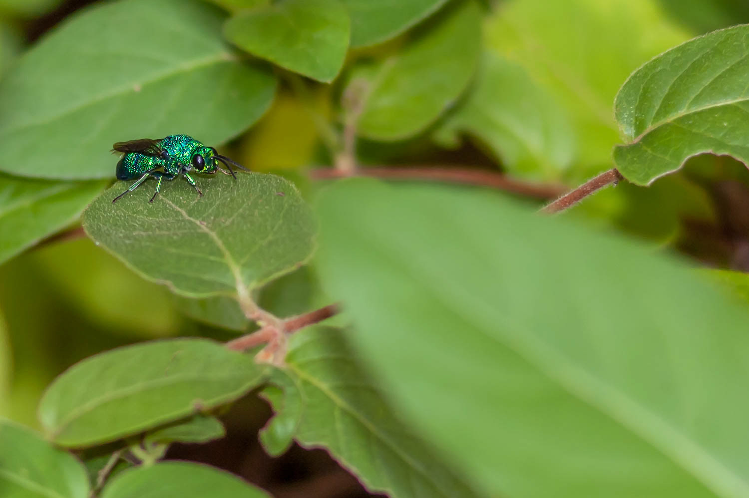 Cuckoo Wasp (Chrysididae)