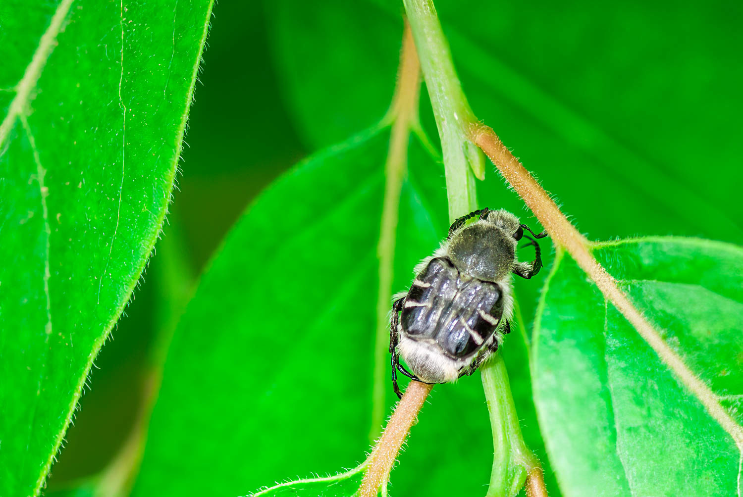 Bee-like Flower Scarab Beetle (Trichiotinus spp.)