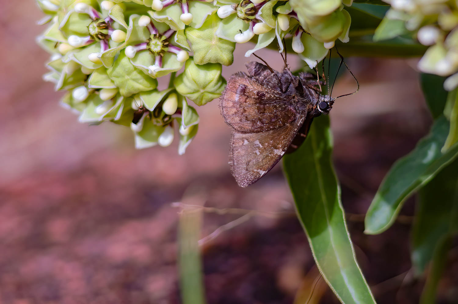 Northern Cloudywing (Thorybes pylades)