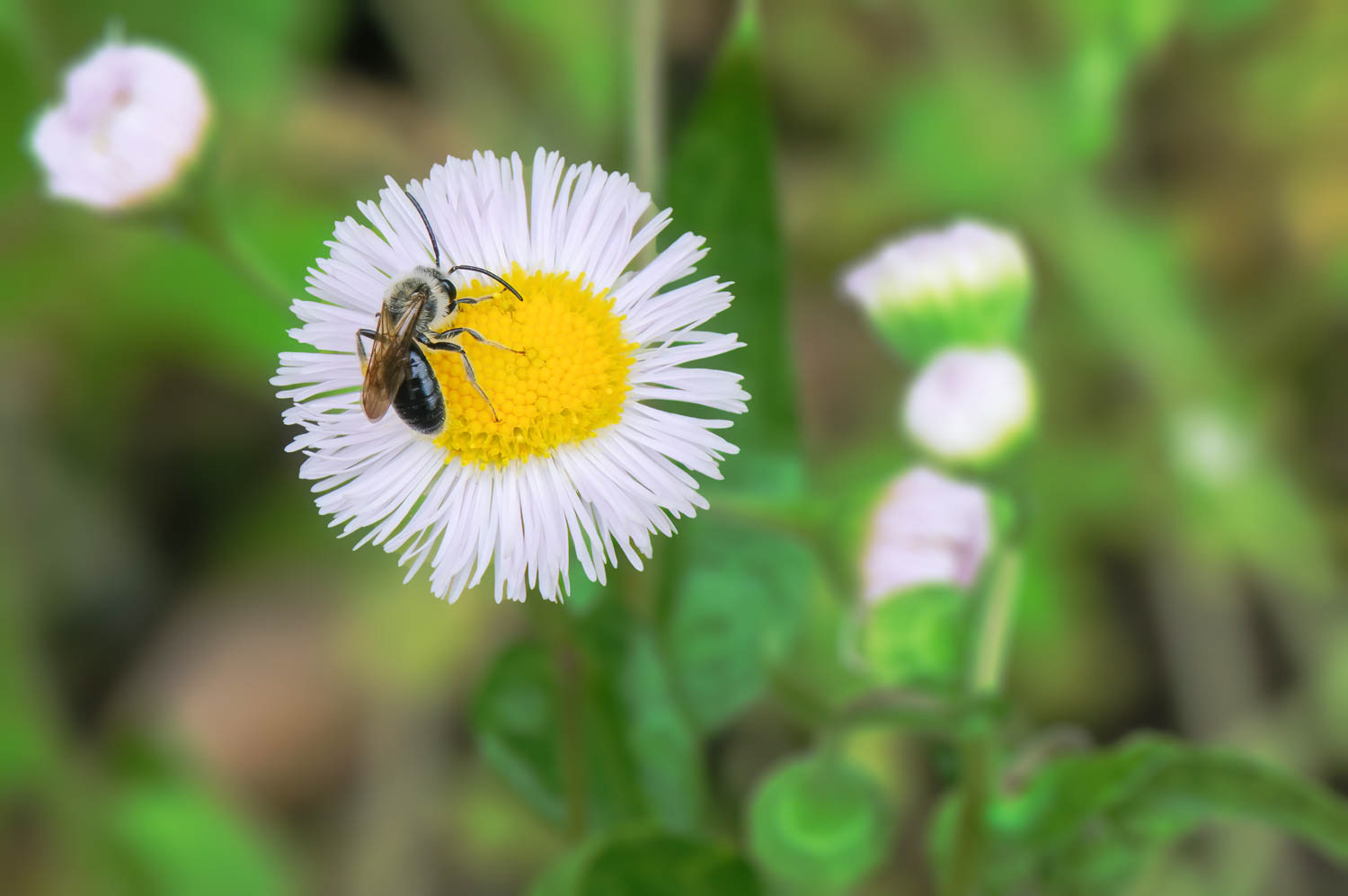 Leaf Cutting Bee (Megachilidae)