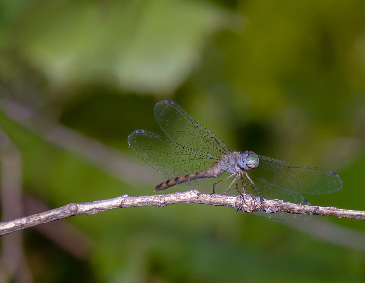 Blue-faced Meadowhawk (Sympetrum ambiguum) Female