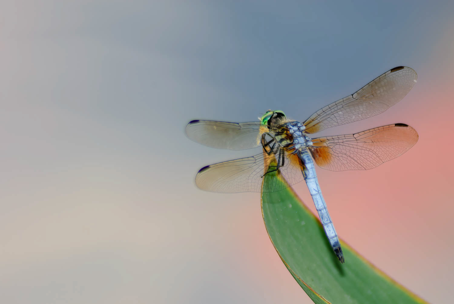Blue Dasher (Pachydiplax longipennis)