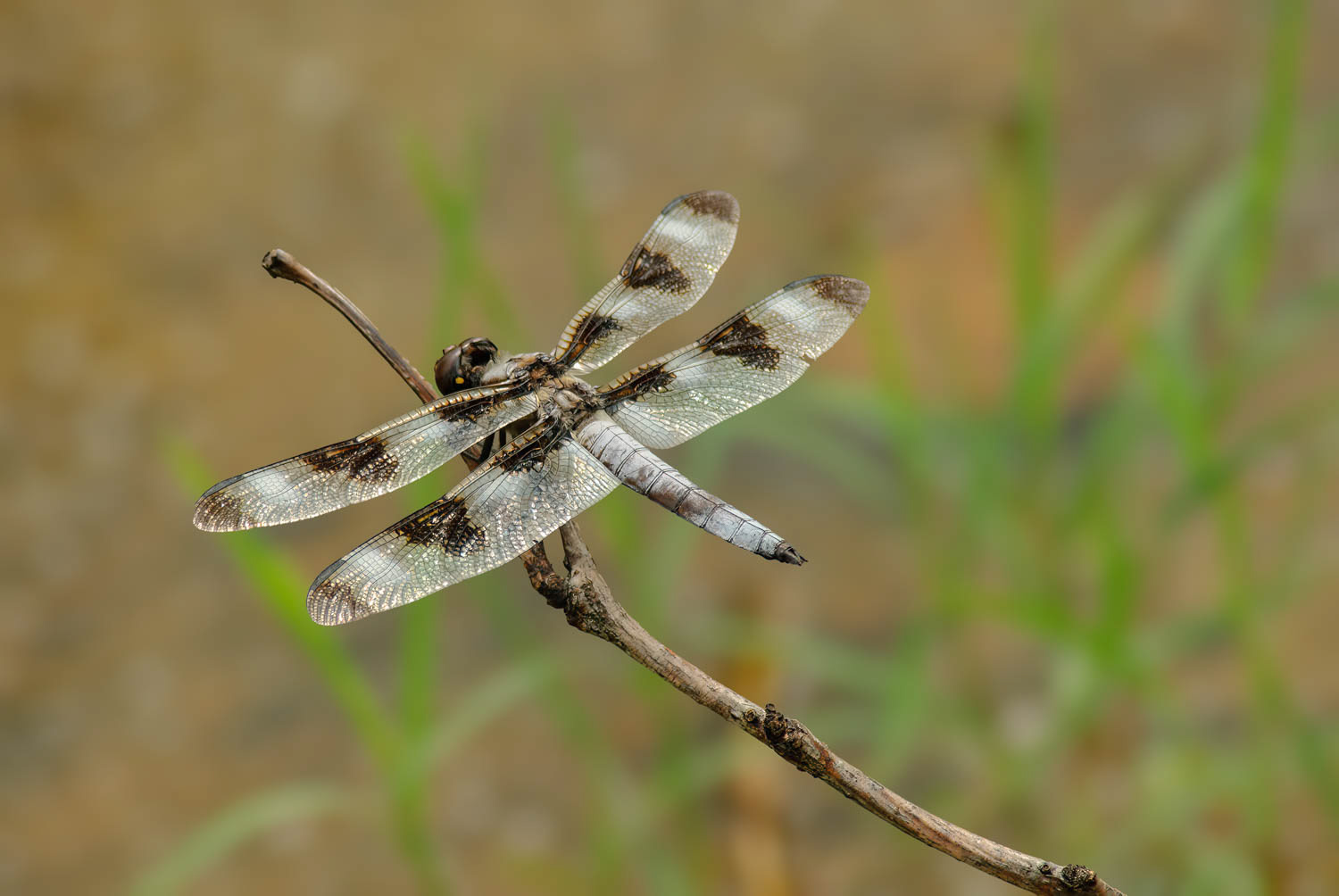 Twelve-spotted Skimmer (Libellula pulchella)