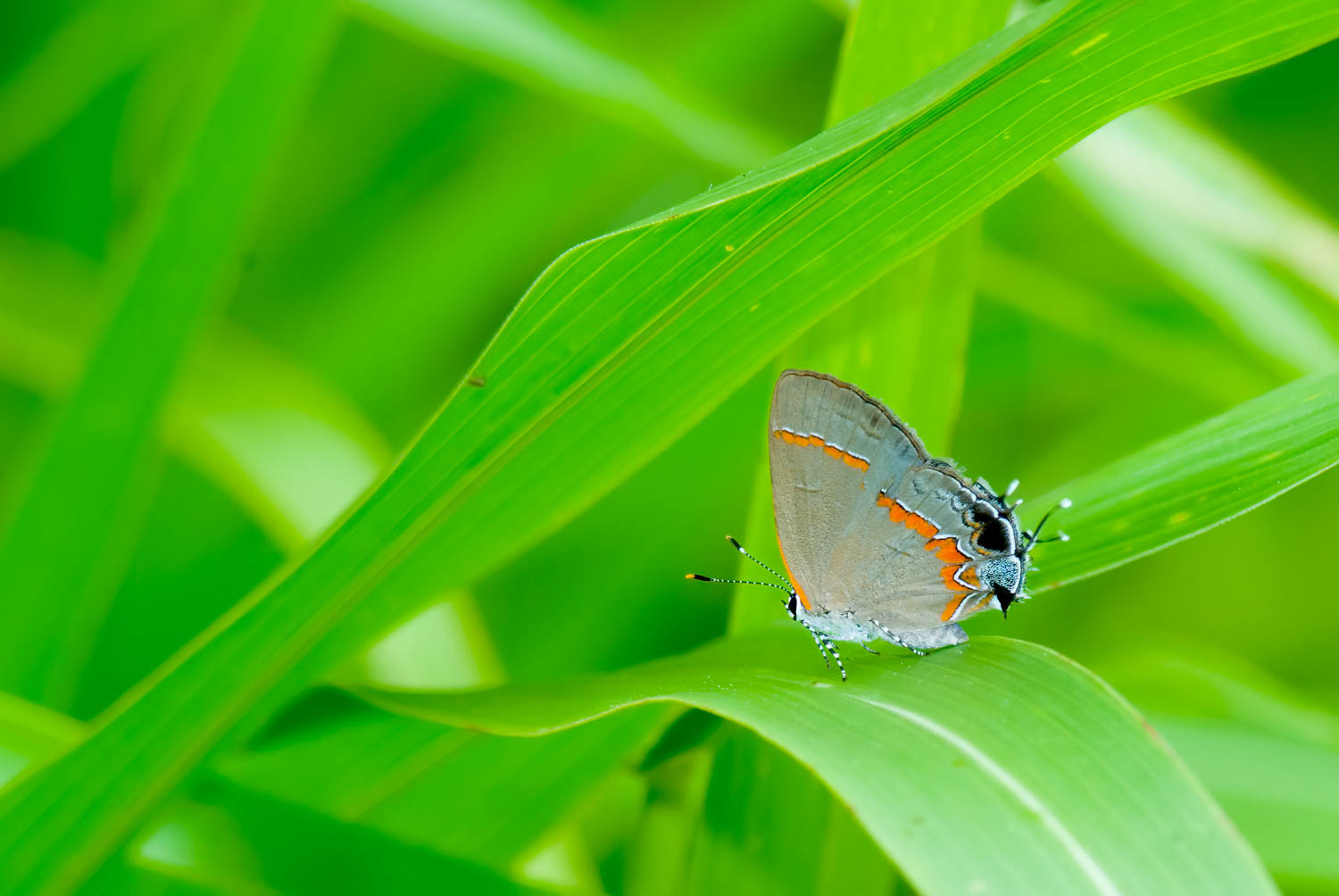 Red-banded Hairstreak (Calycopis cecrops)