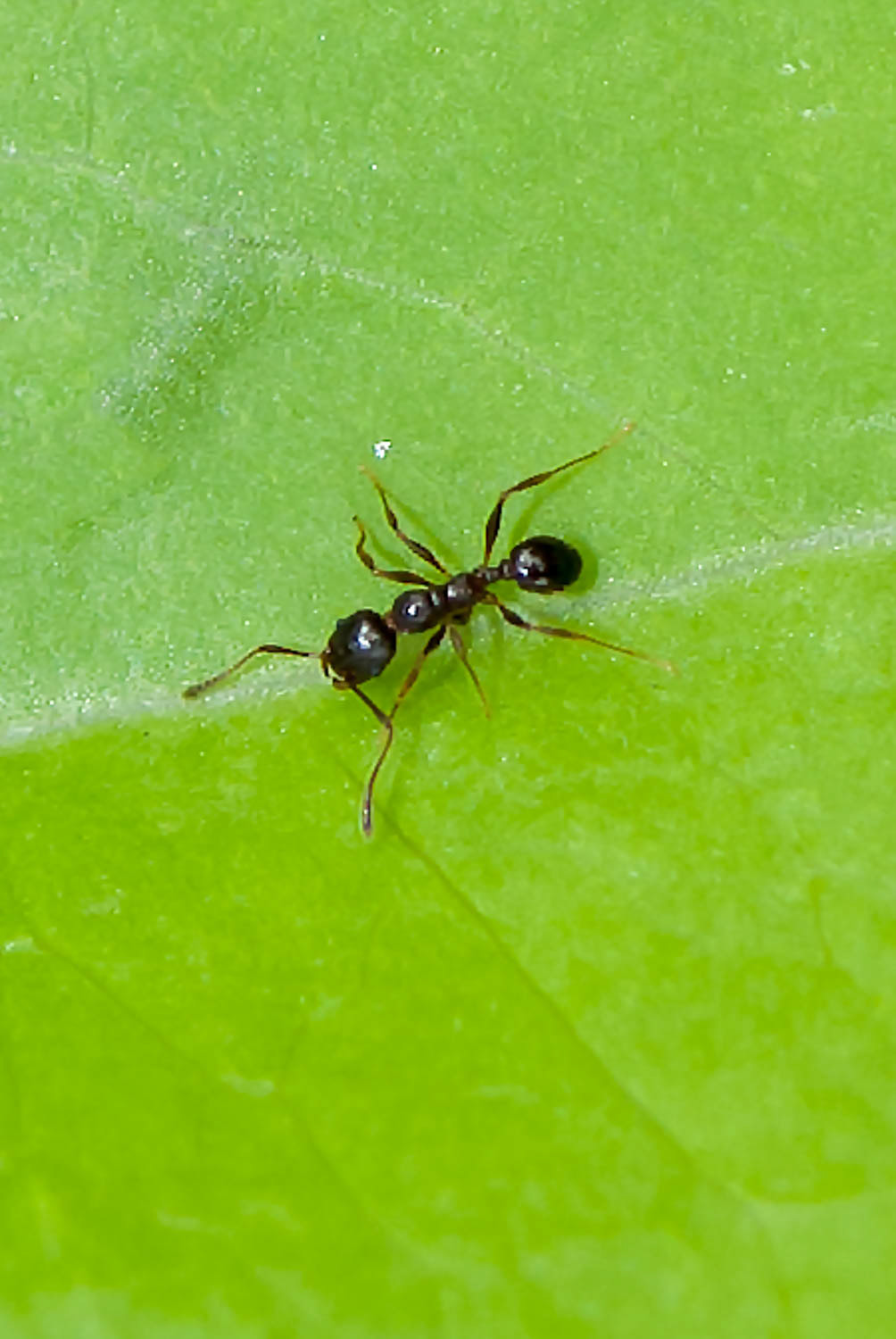 Black Harvester Ant (Veromessor sp.)
