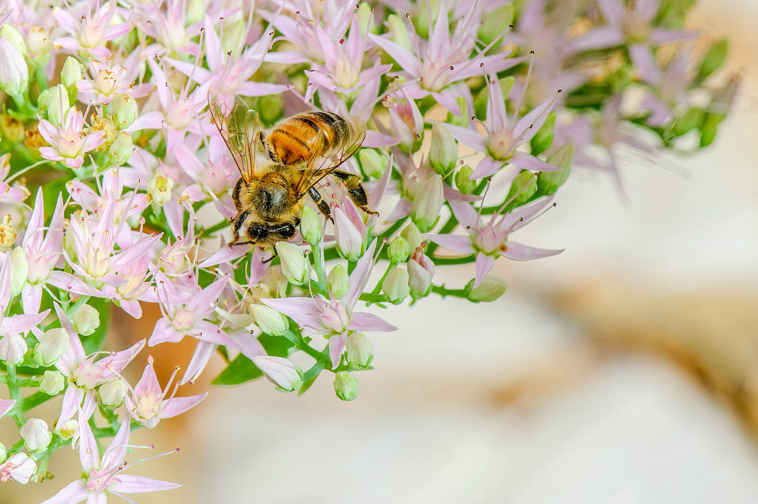 Western Honetbee (Apis meliffera)