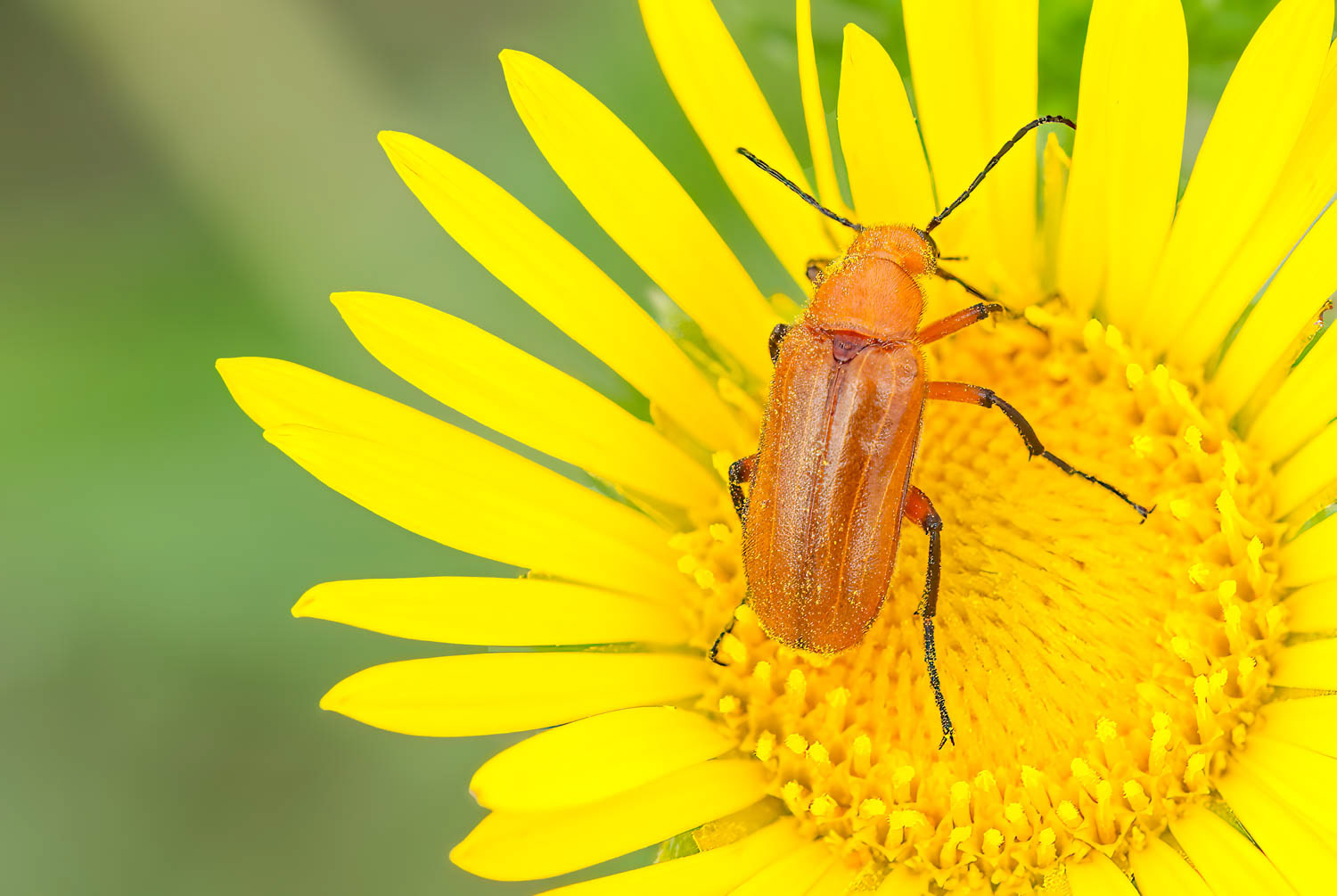 Blister Beetle (Gnathium minimum)
