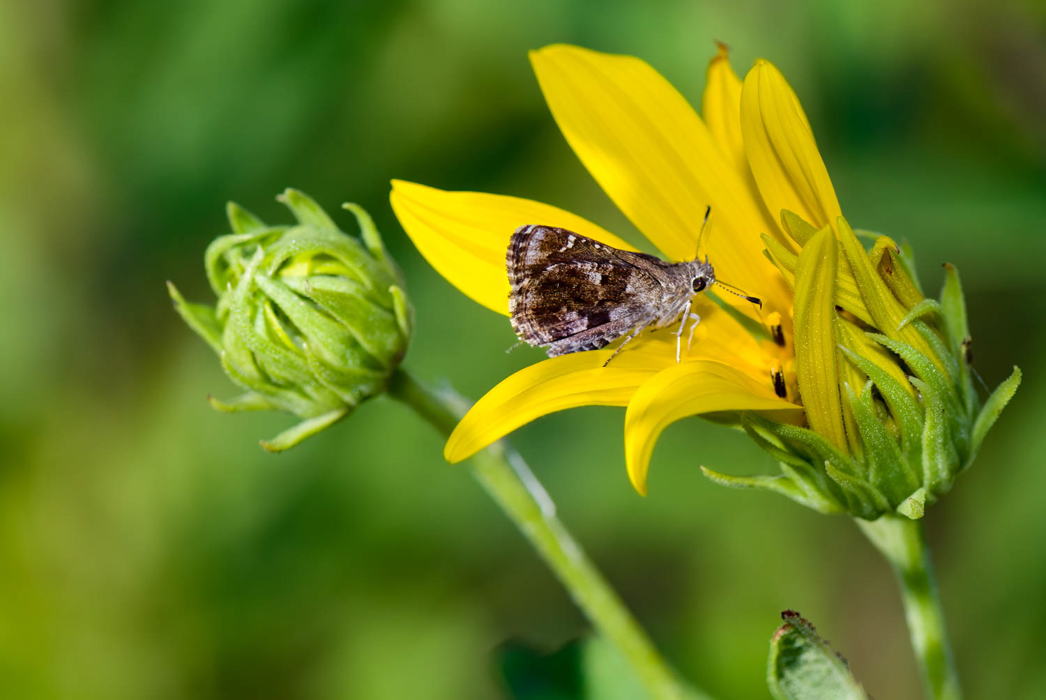 Nysa Roadside Skipper (Amblyscirtes nysa)