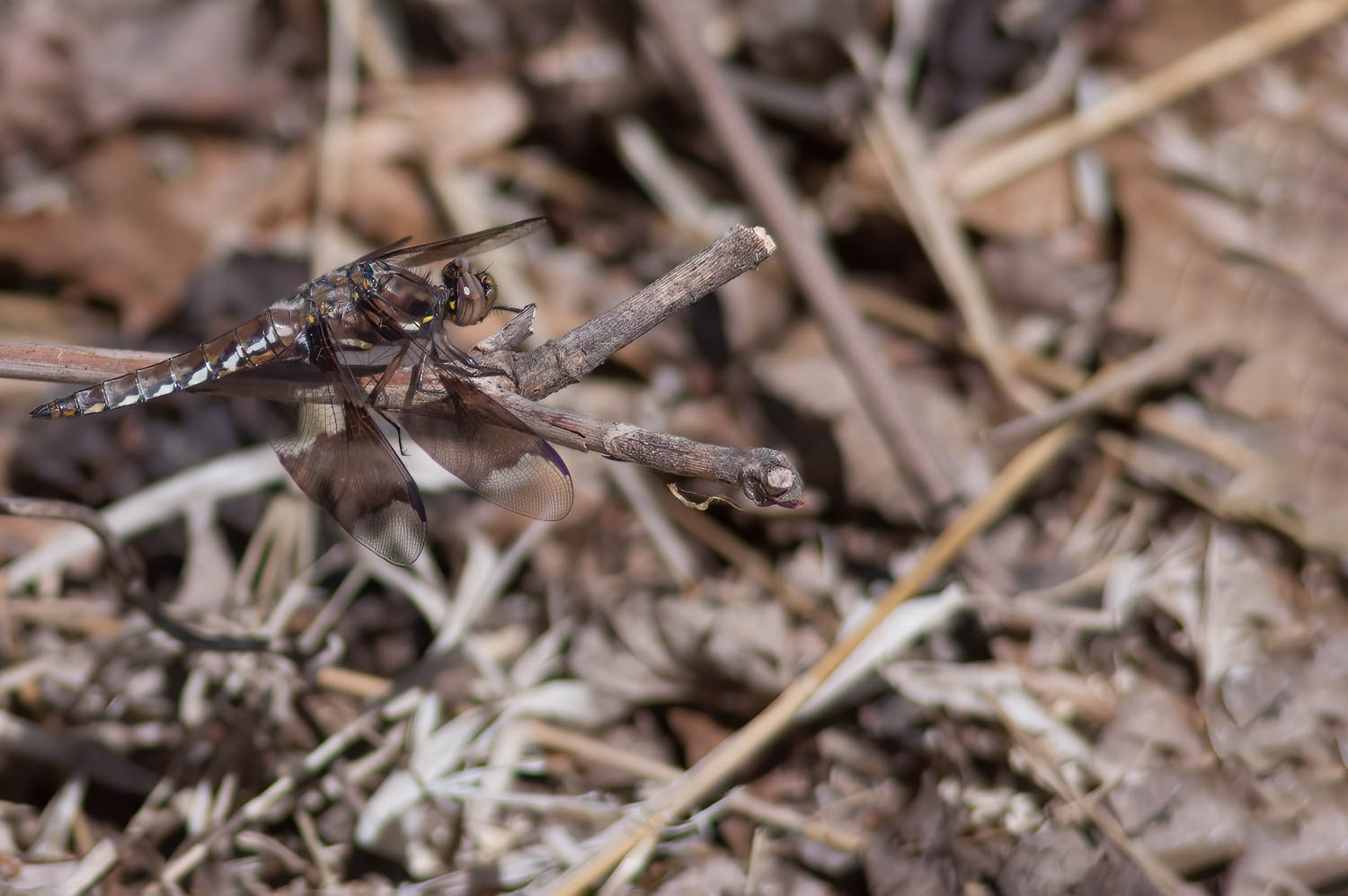 Common Whitetail (Libellula Lydia) Female