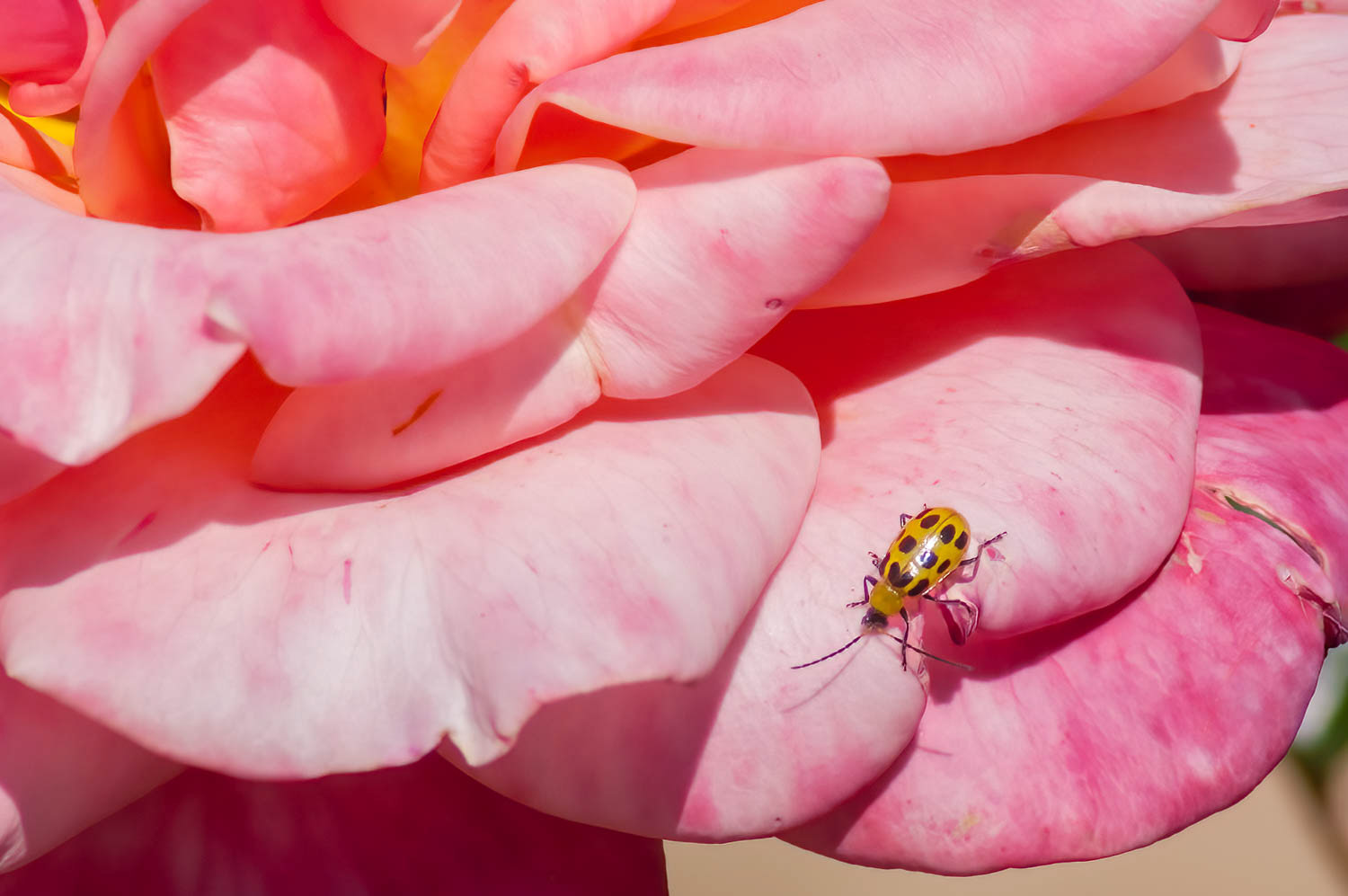 Cucumer Beetle (Diabrotica undecimpunctata)