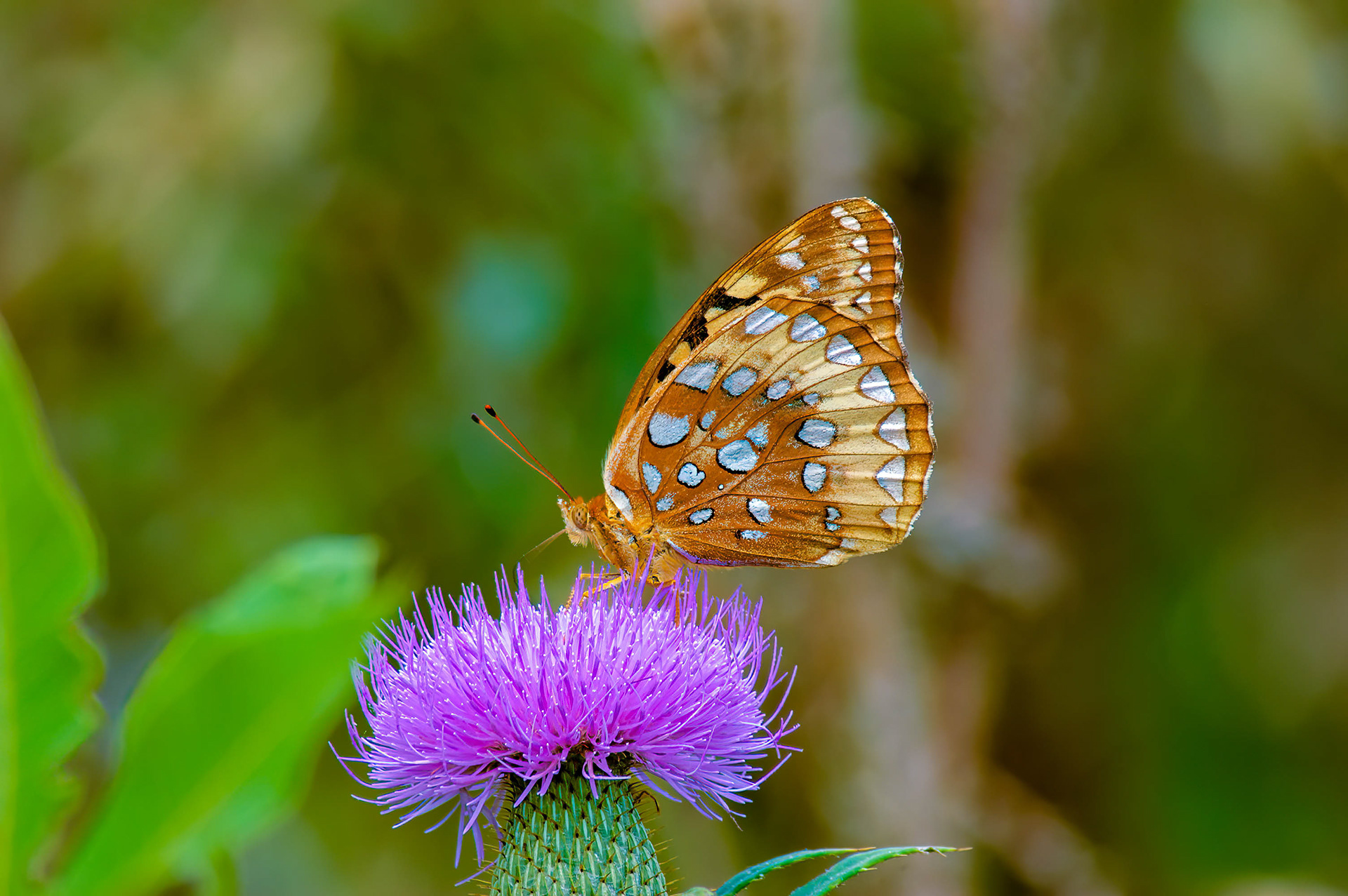 Great Soangled Frutillary (Speyeria cybele)