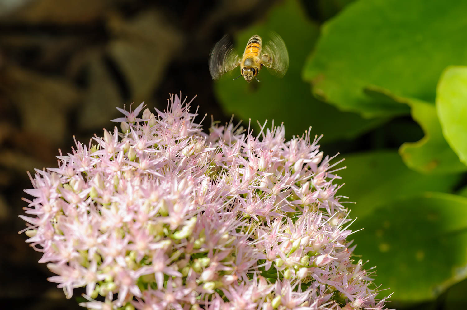 Western Honetbee (Apis meliffera)