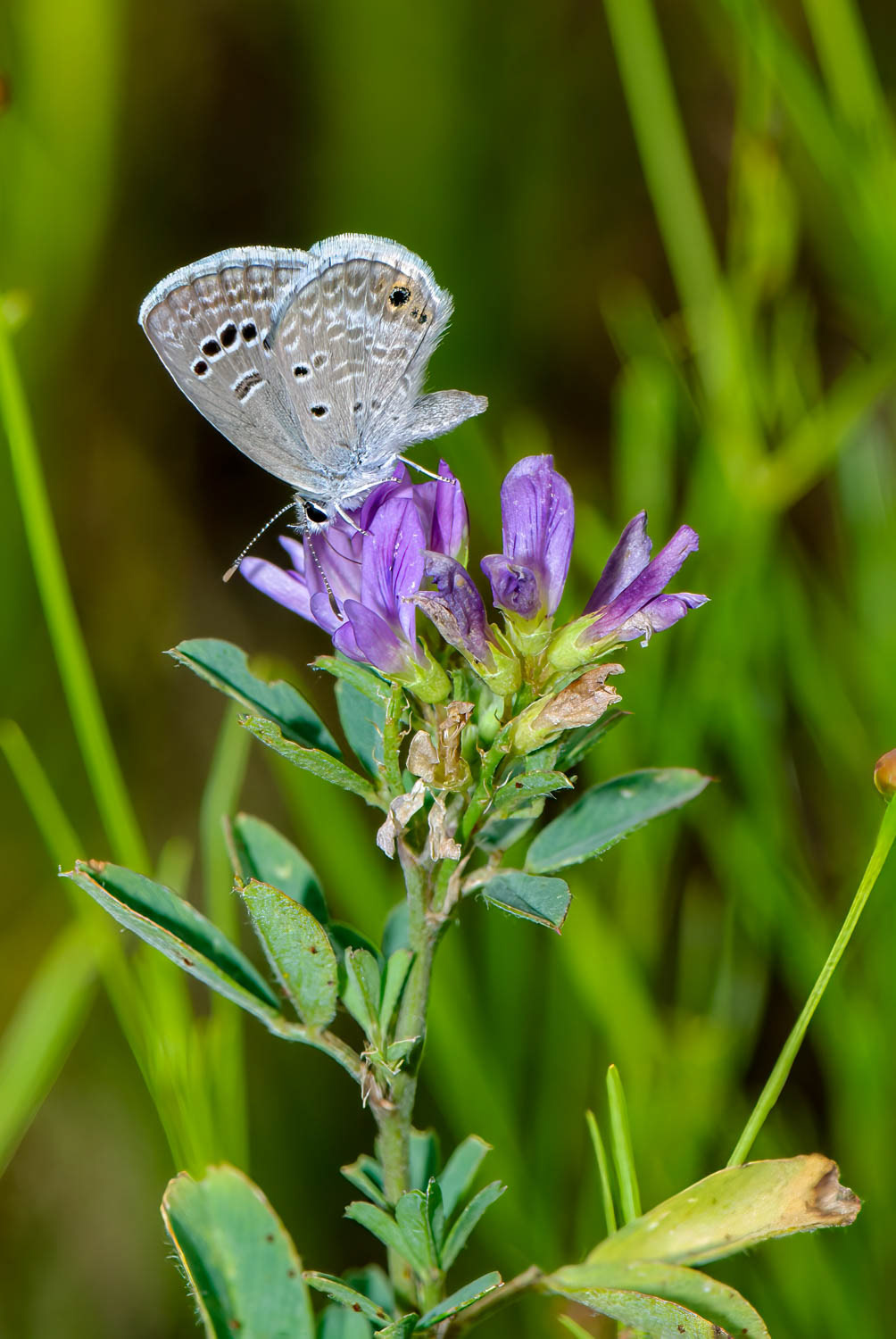 Reakirt's Blue (Echinargus isola)