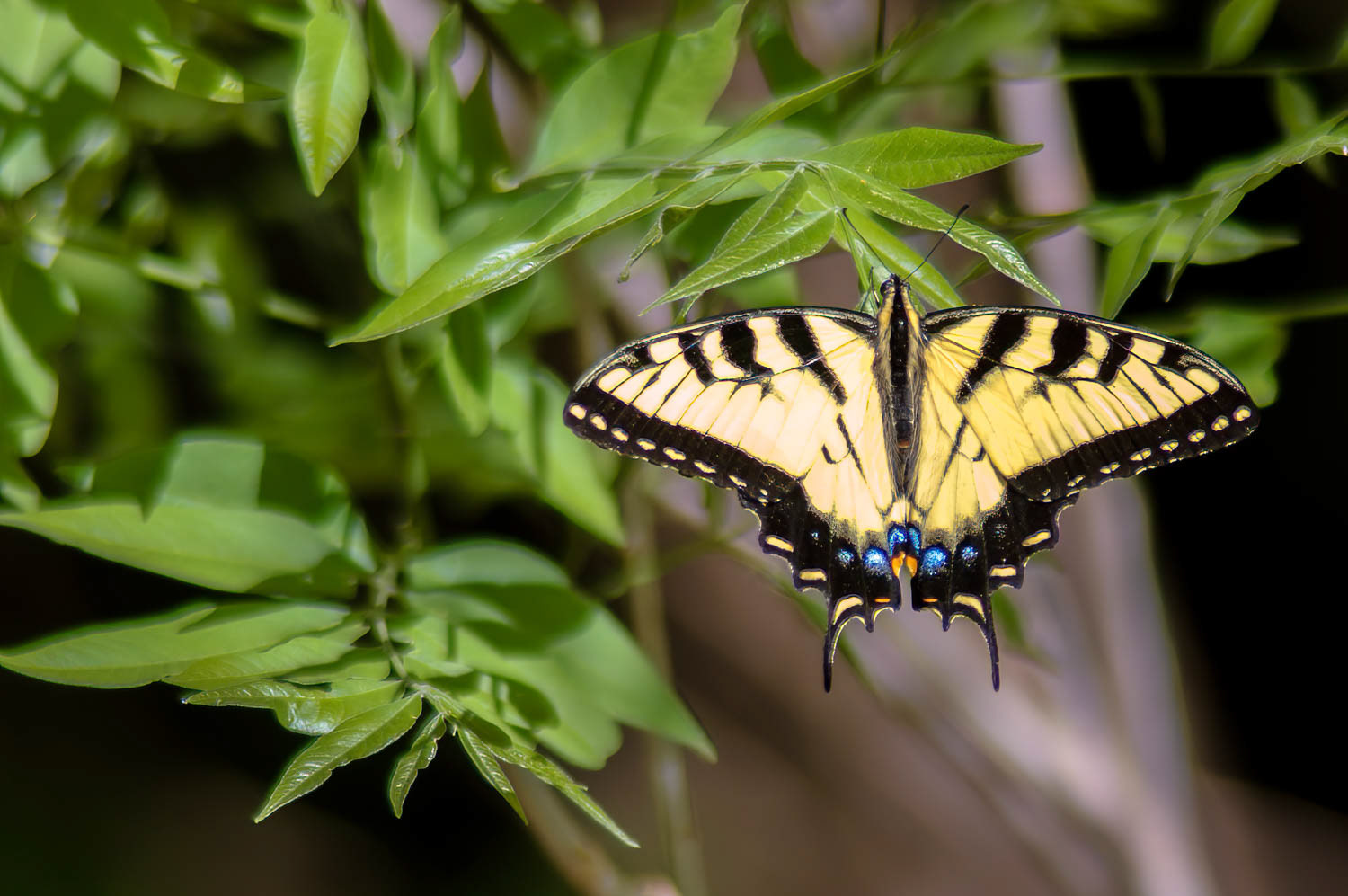 Eastern Tiger Swallowtail (Pterourus glaucus)