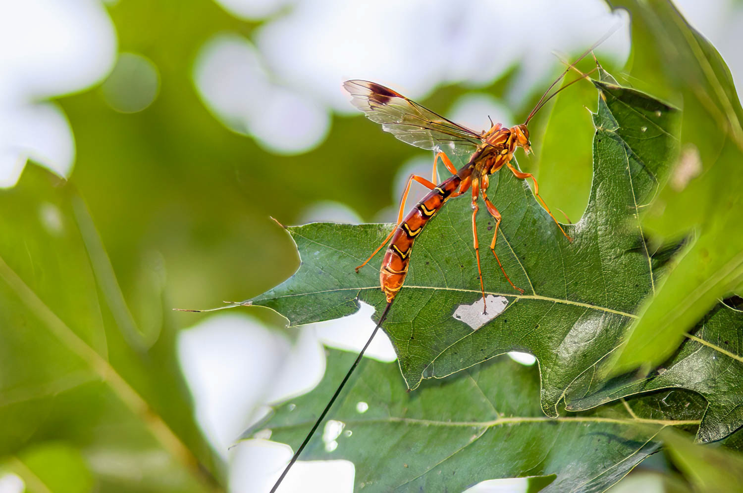 Giant Ichneumon Wasp Meagrhyssa macrurus