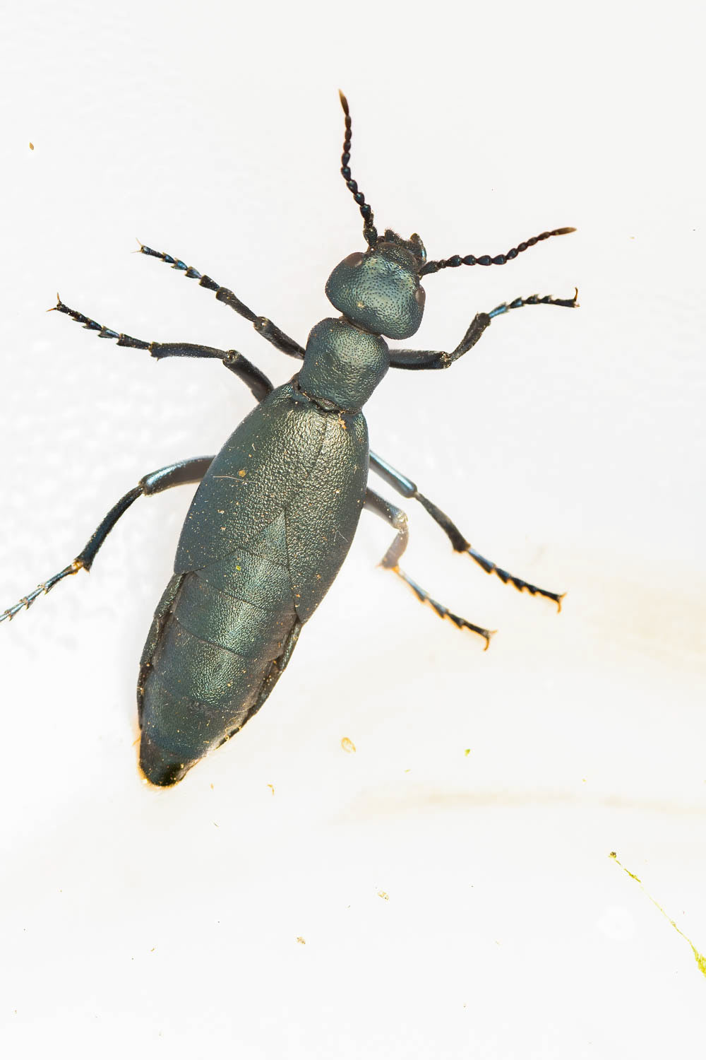 Buttercup Oil Beetle (Meloe americanus)