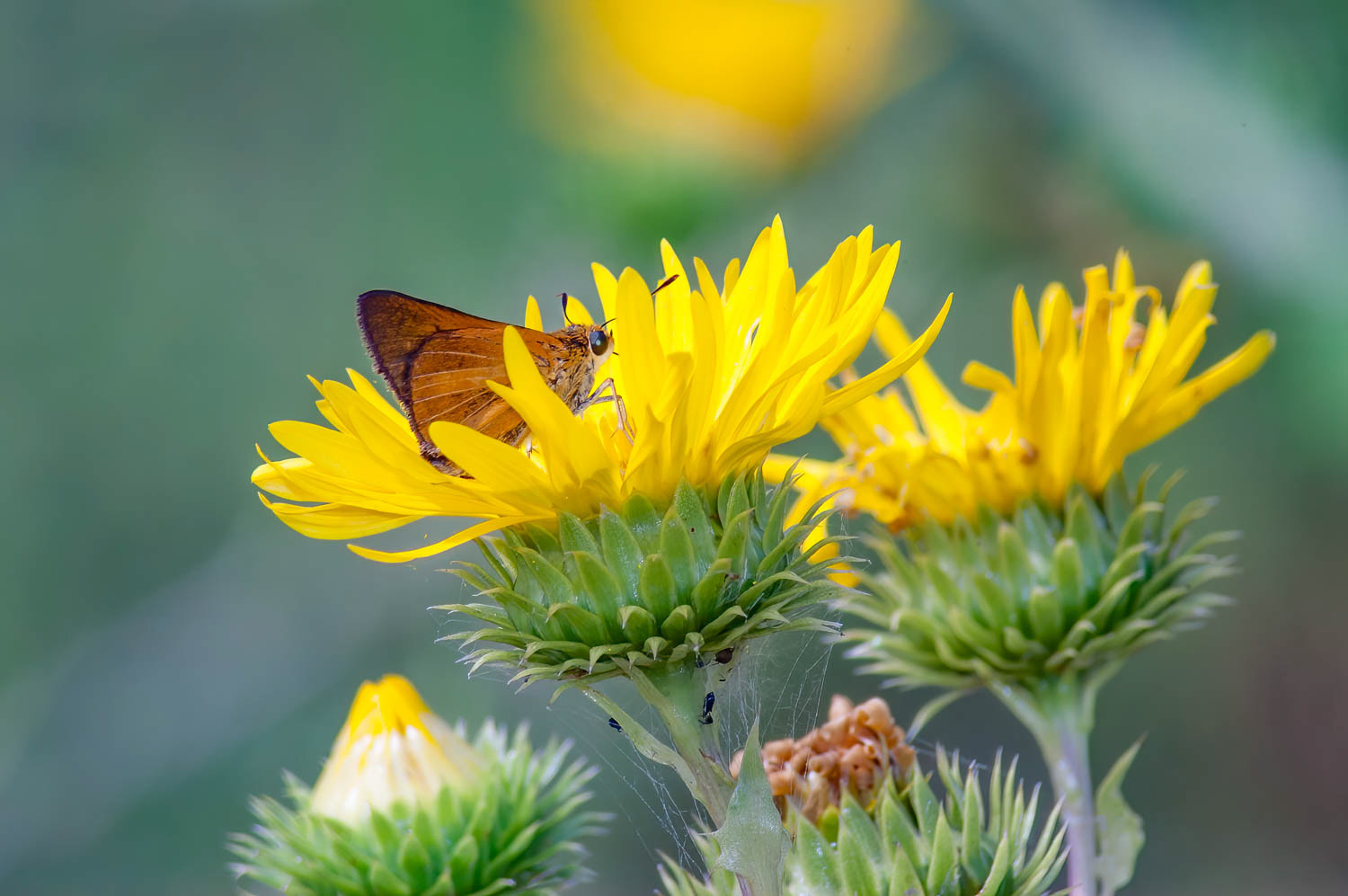 Dion Skipper (Euphyes dion)