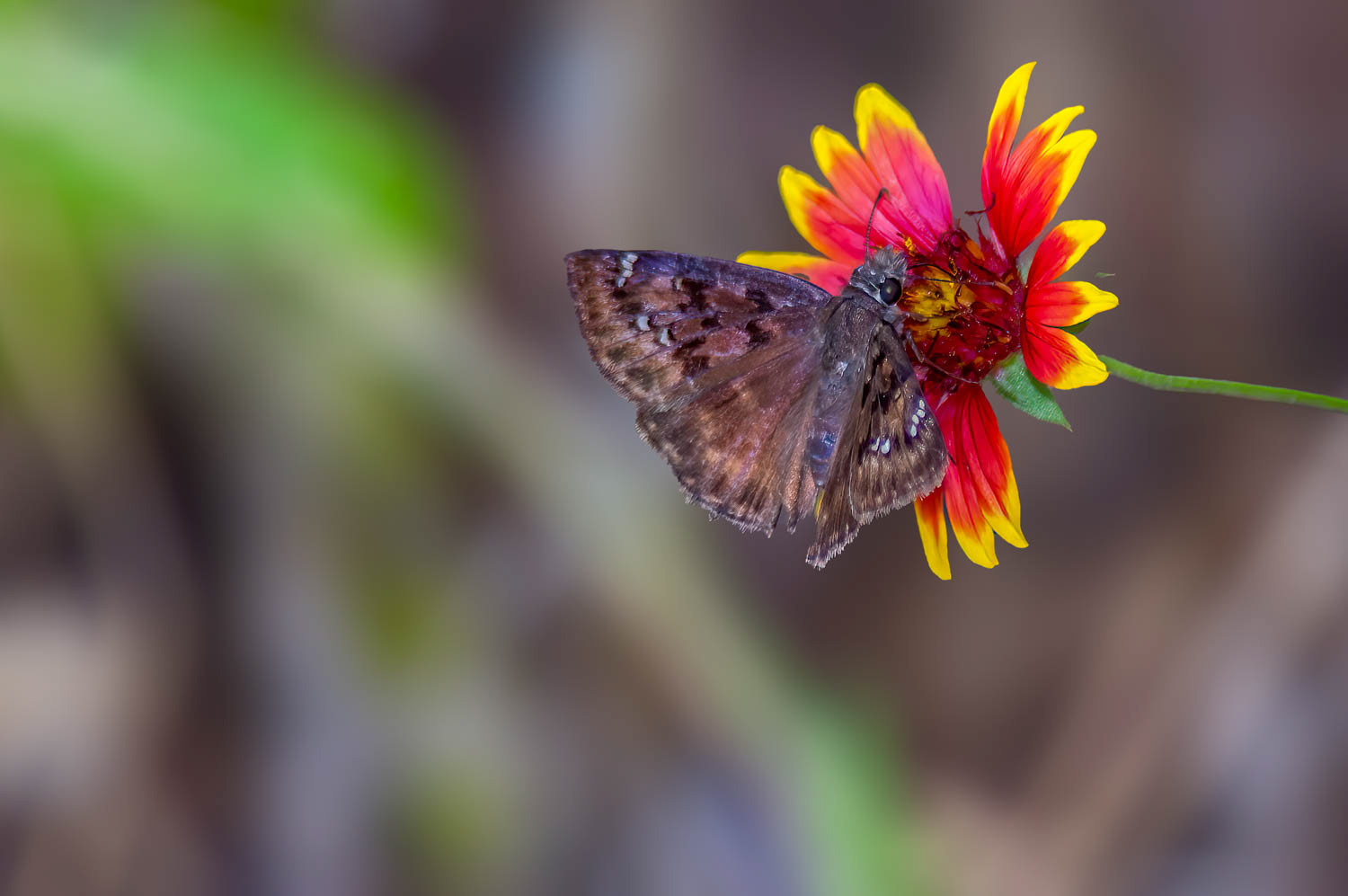 Horace's Duskywing (Erynnis horatius)