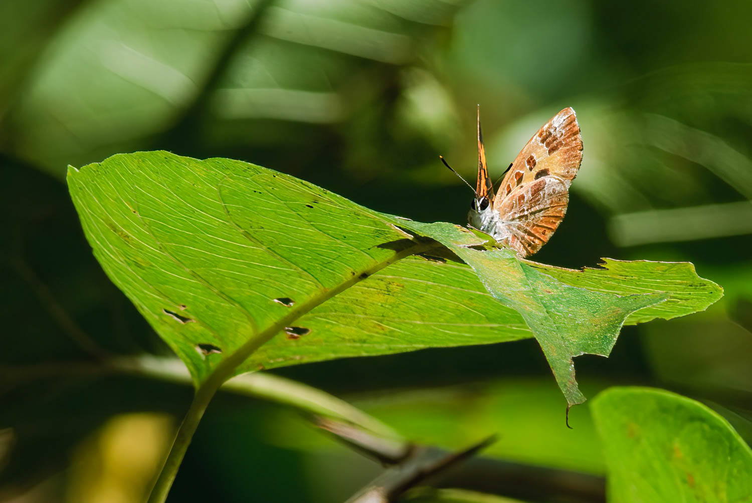 Harvester (Feniseca tarquinius )