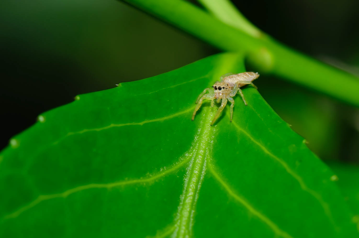 Dimorphic Jumping Spider