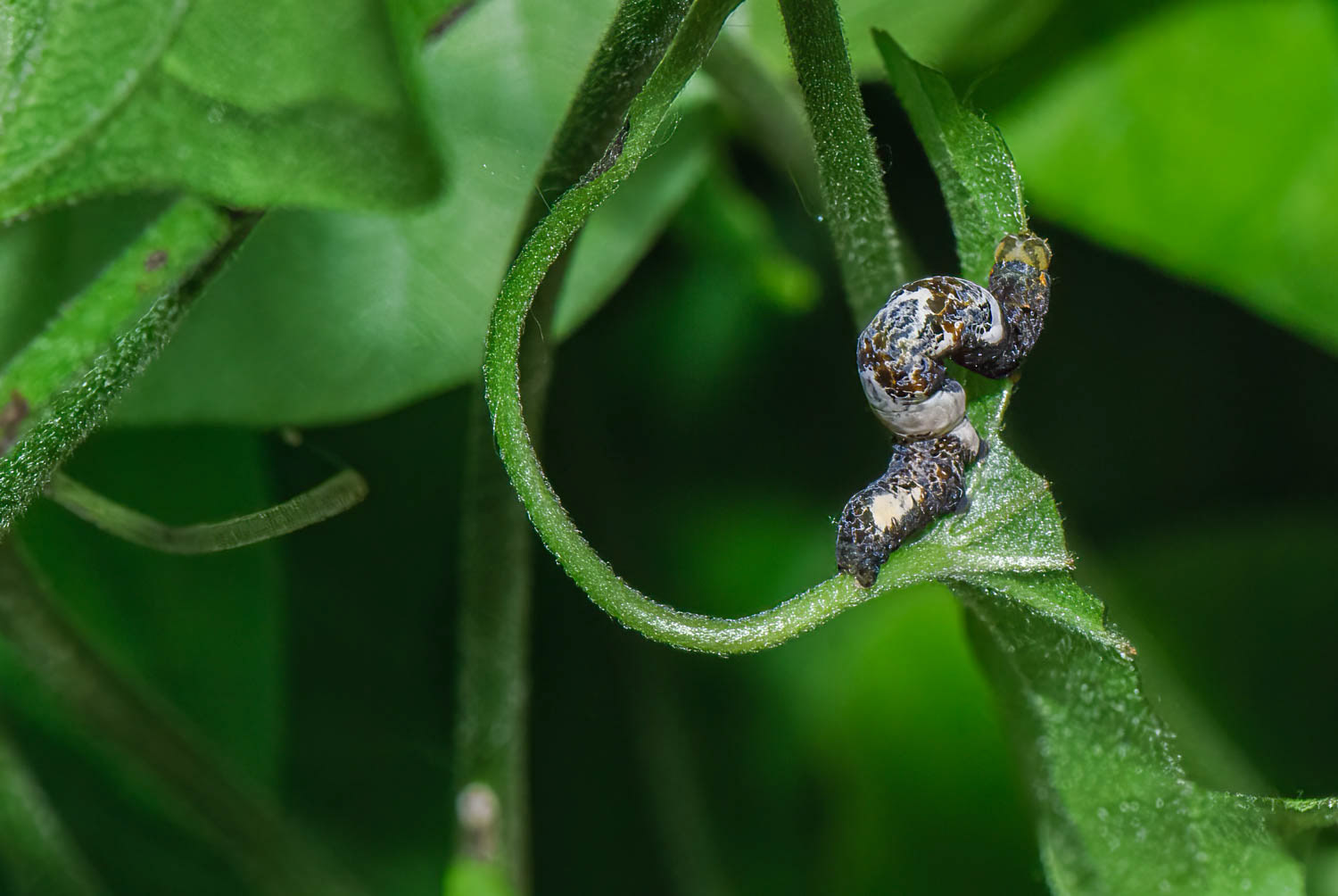 Moonseed Moth (Plusiodonta compressipalpis)