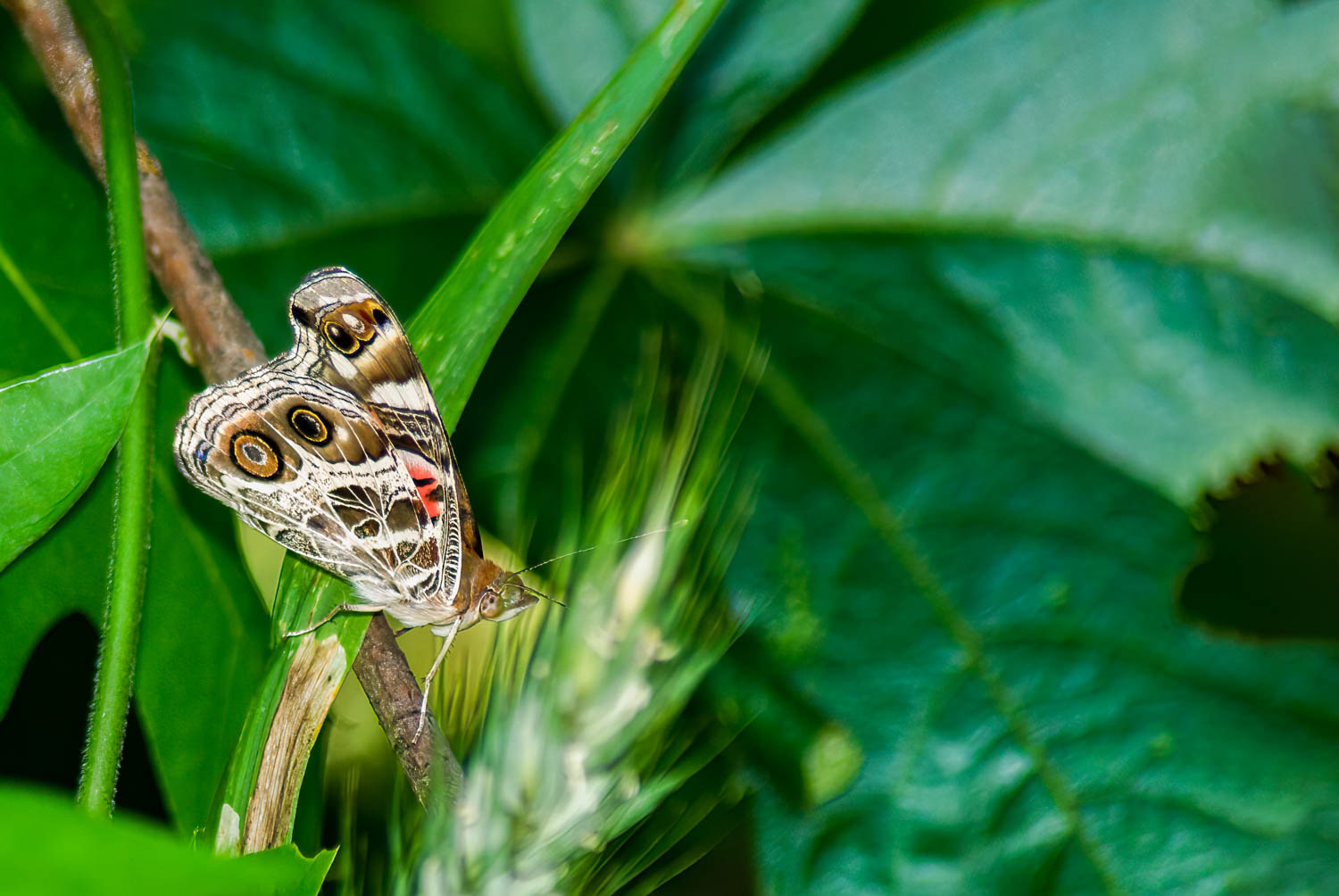 American Lady (Vanessa virginiensis)