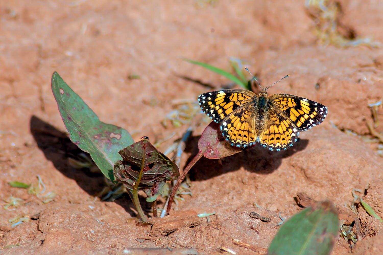 Gorgone Checkerspot (Chlosyne gorgone)