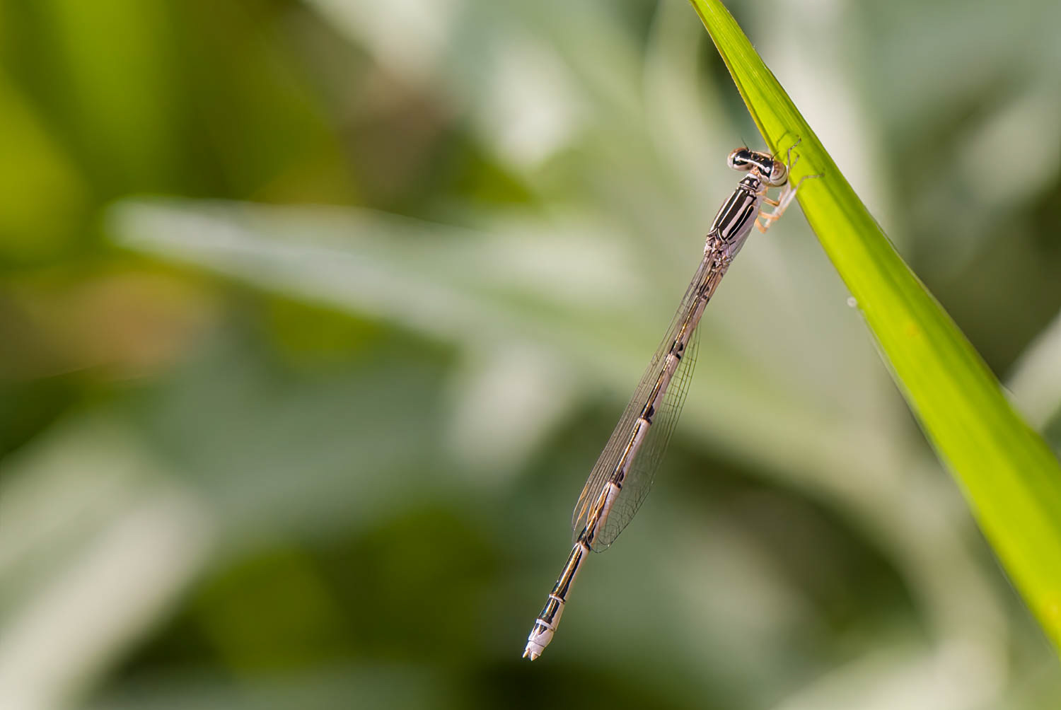 Double-striped Bluet (Enallagma basidens) Female