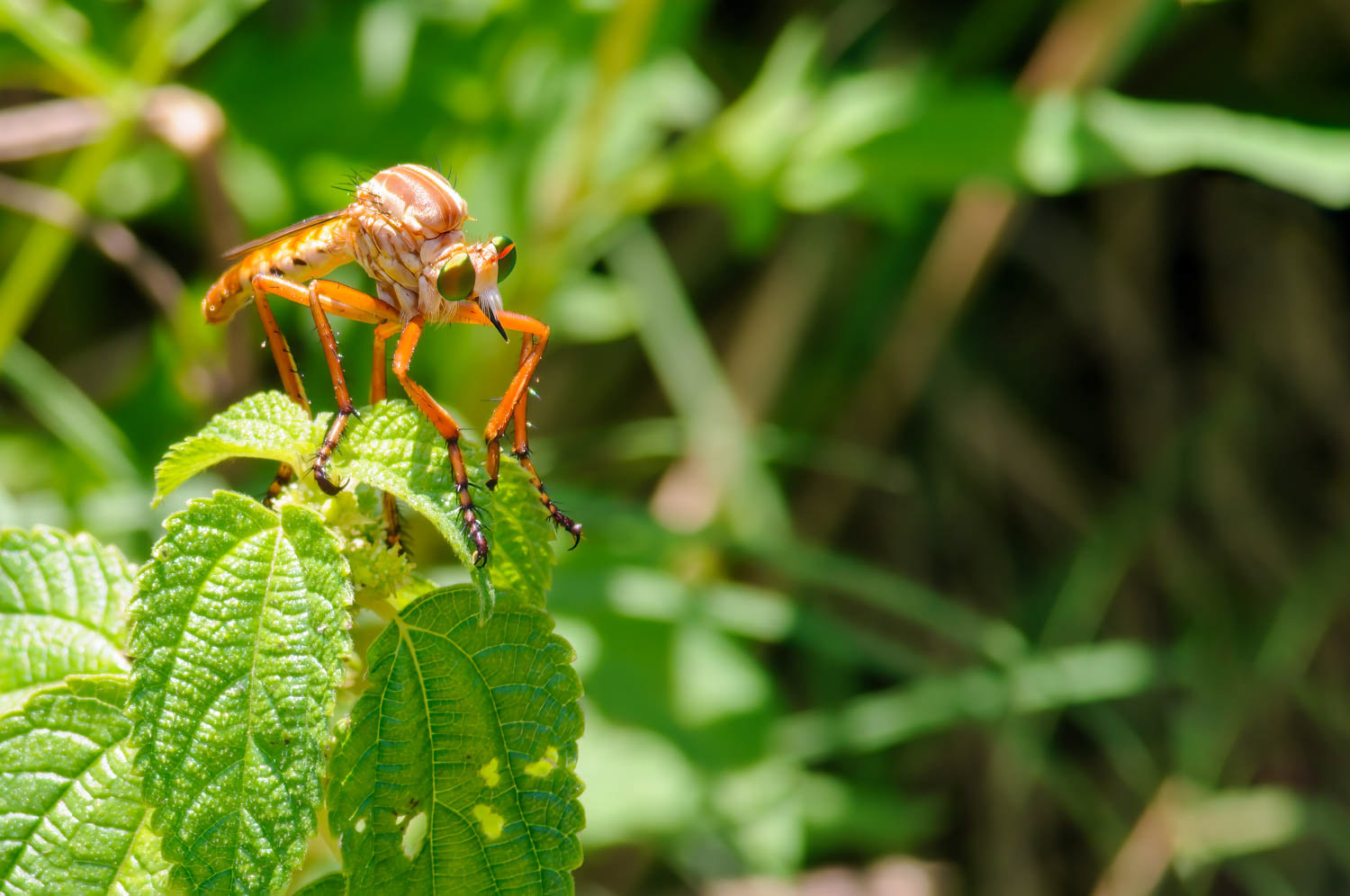 Robber Fly (Diogmites sp)
