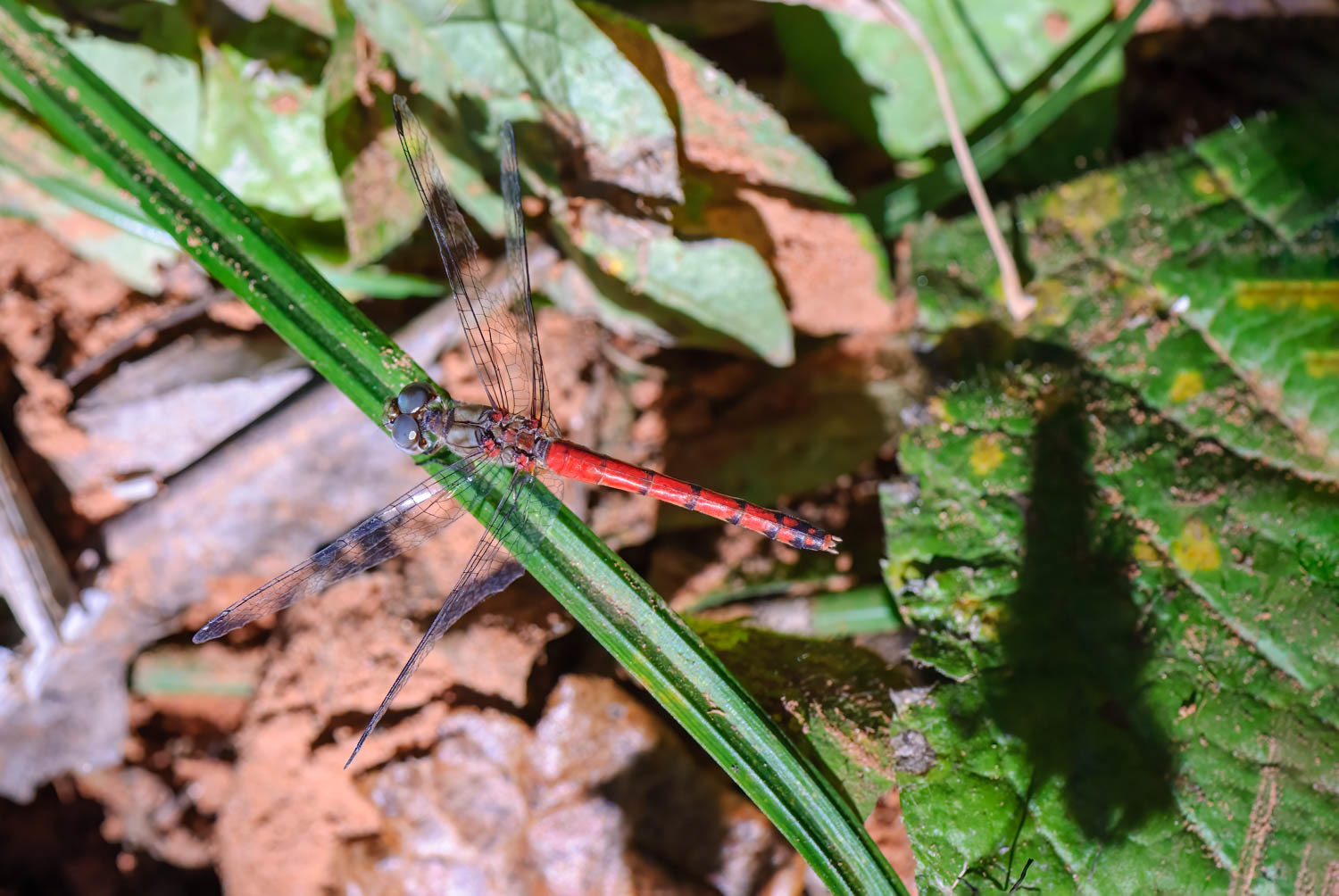 Blue-faced Meadowhawk (Sympetrum ambiguum) Male