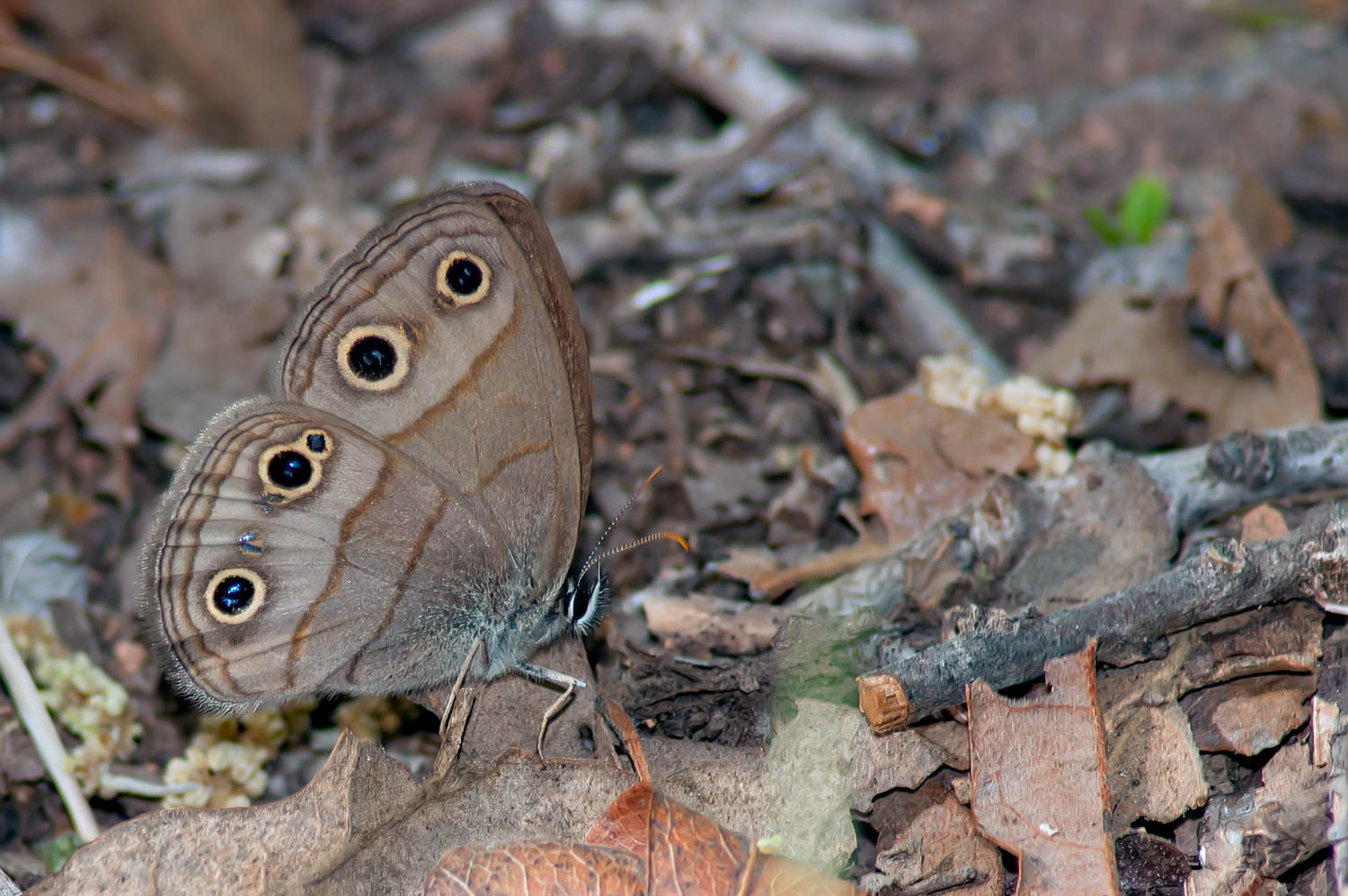 Little Wood Satyr (Megisto cymala)
