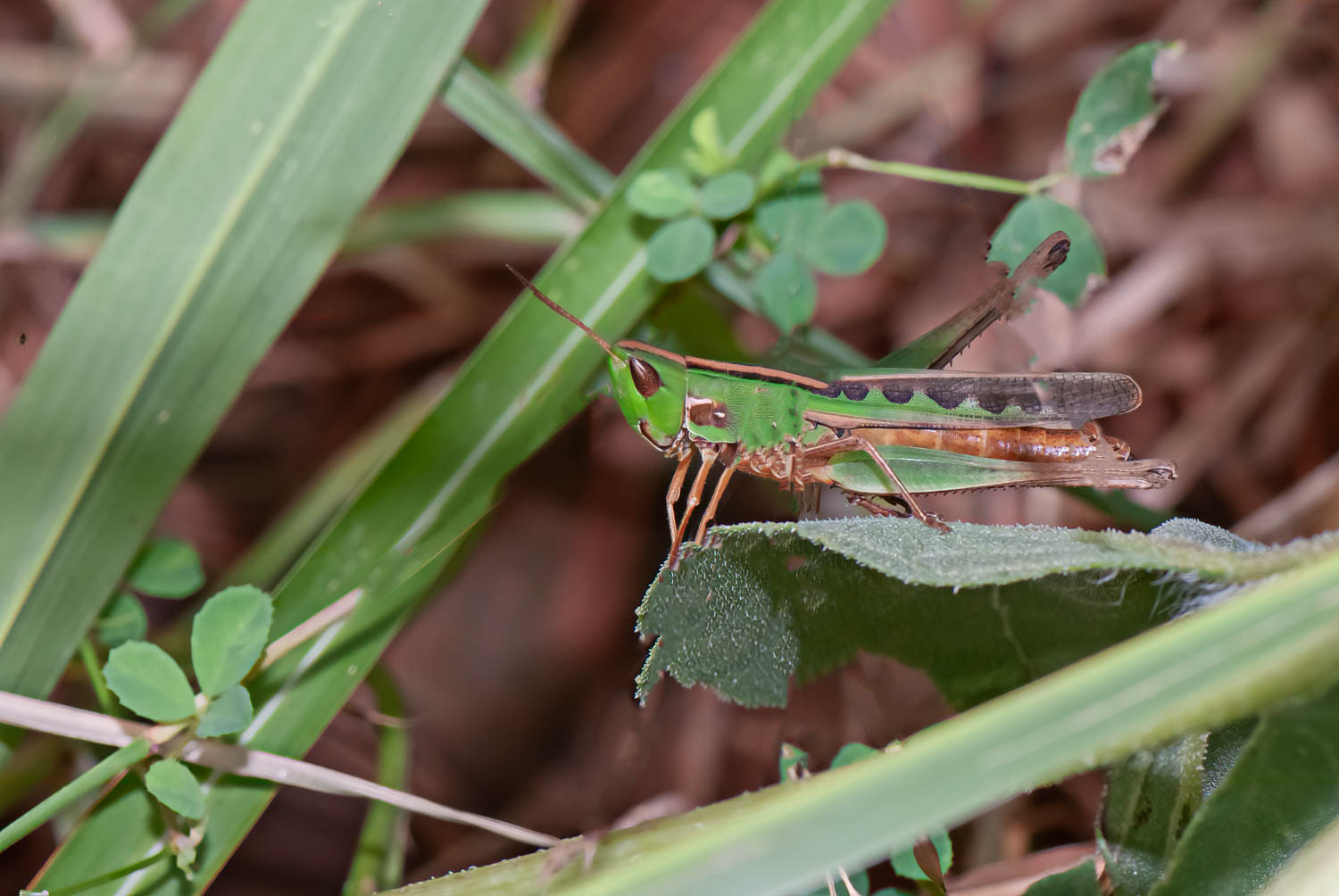 Two-strioed-Grasshopper (Melanoplus bivittatus)