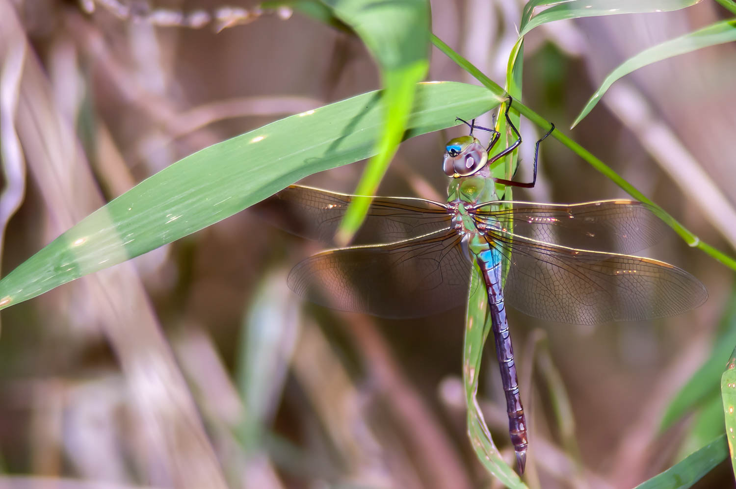 Common Green Darner (Anax junius) Male