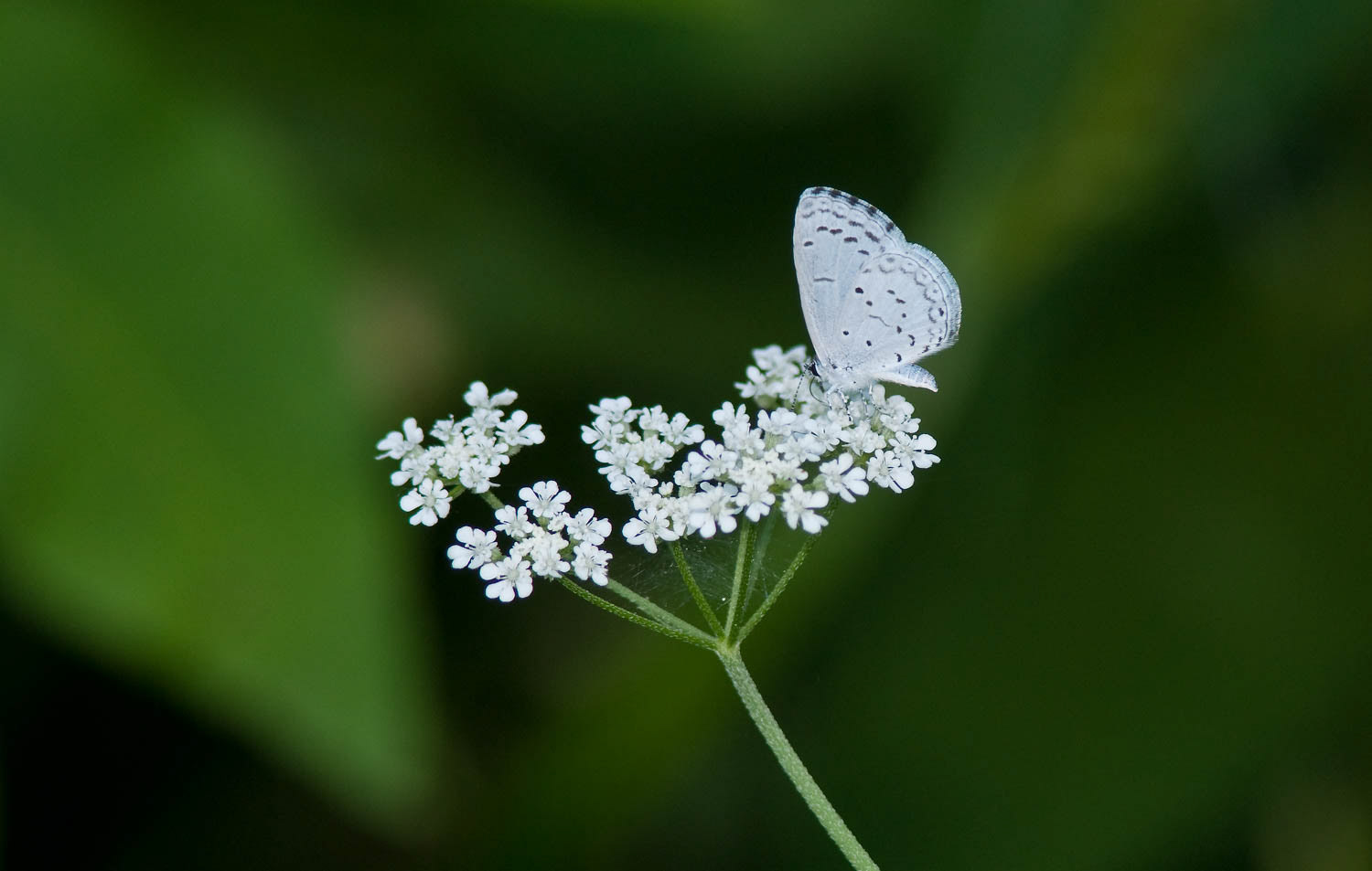 Summer Azure (Celastrina neglecta)