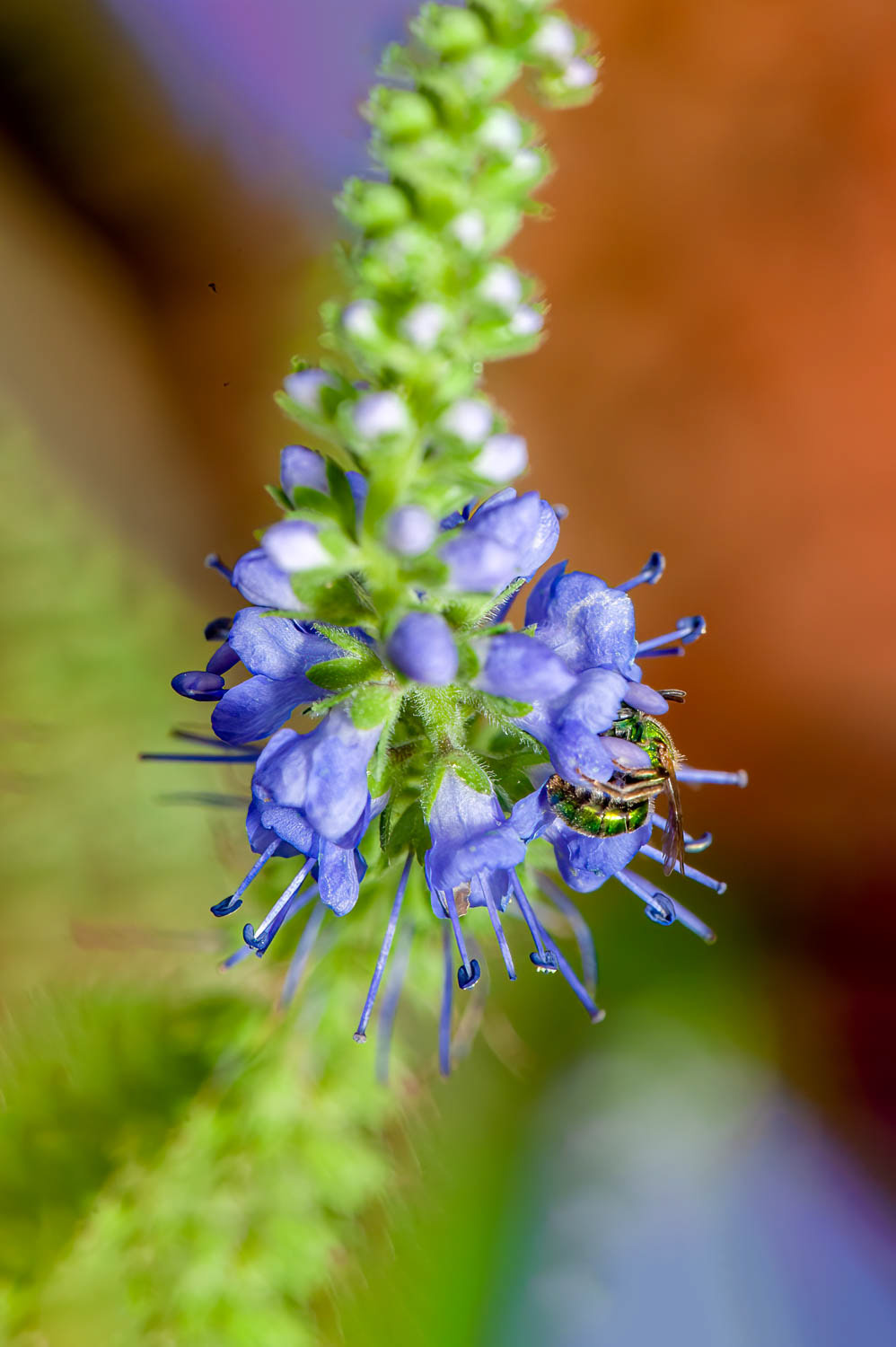 Green Metallic Sweat Bee (Augochoropsis metallica)
