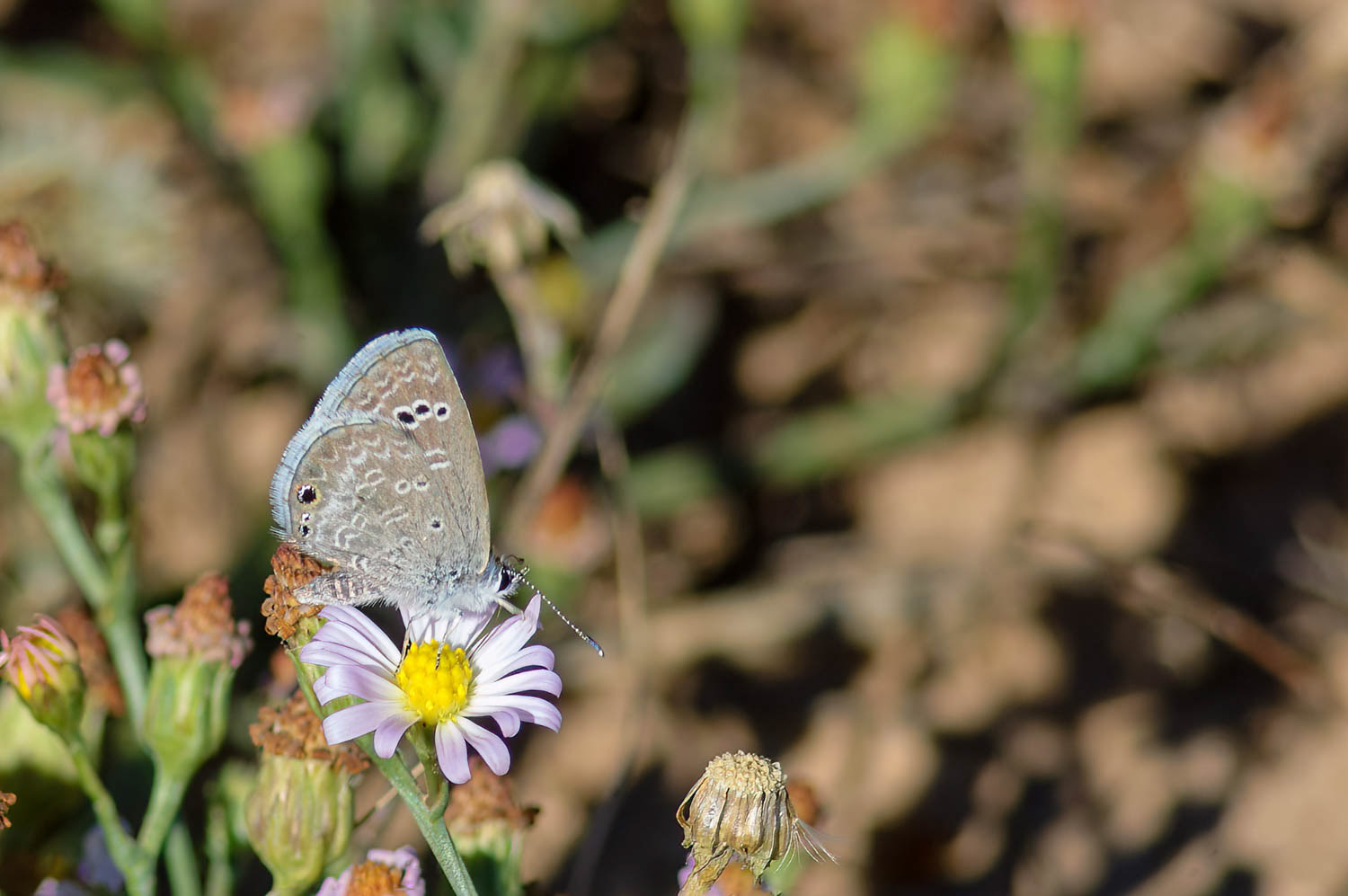 Reakirt's Blue (Echinargus isola)