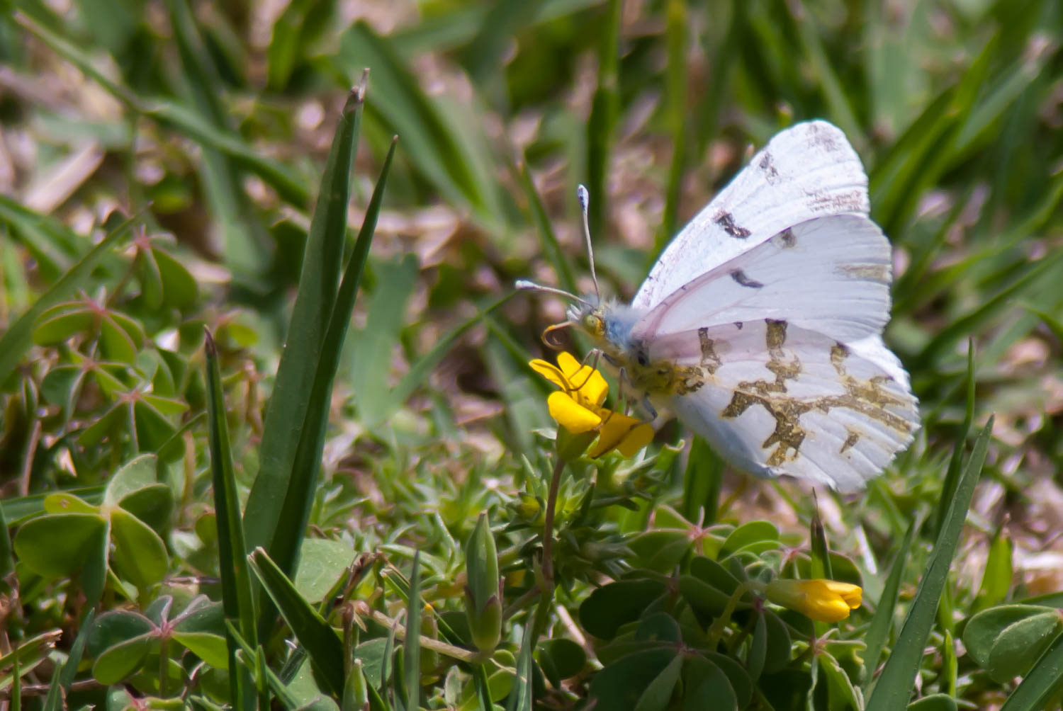 Olympia Marble (Euchloe olympia)