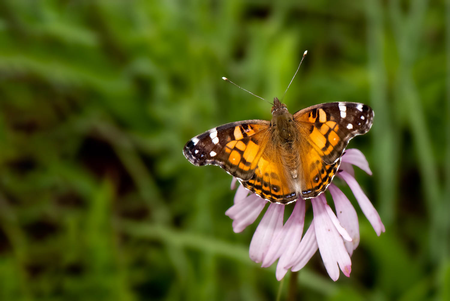 American Lady (Vanessa virginiensis)