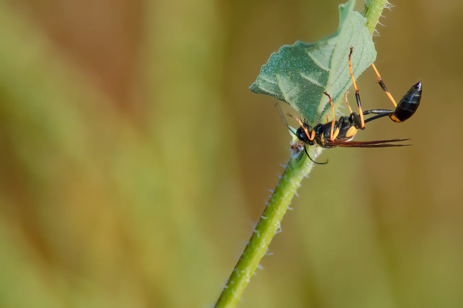 Thread Waisted Wasps