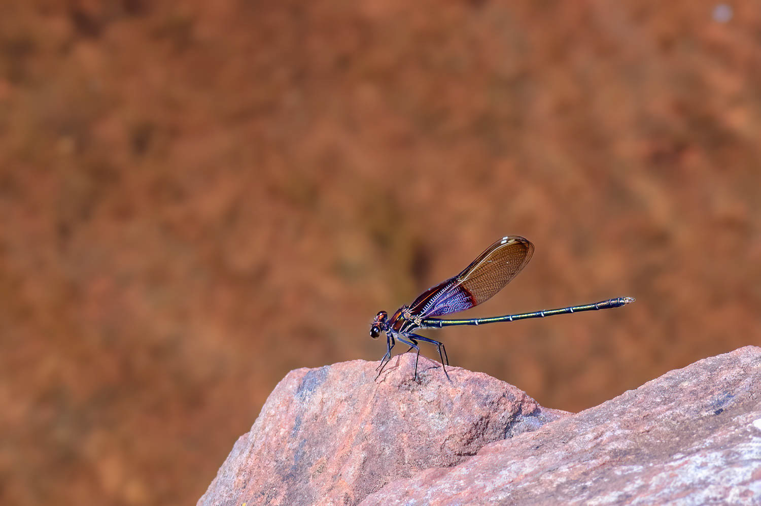 American Rubyspot (Hetaerina americana)