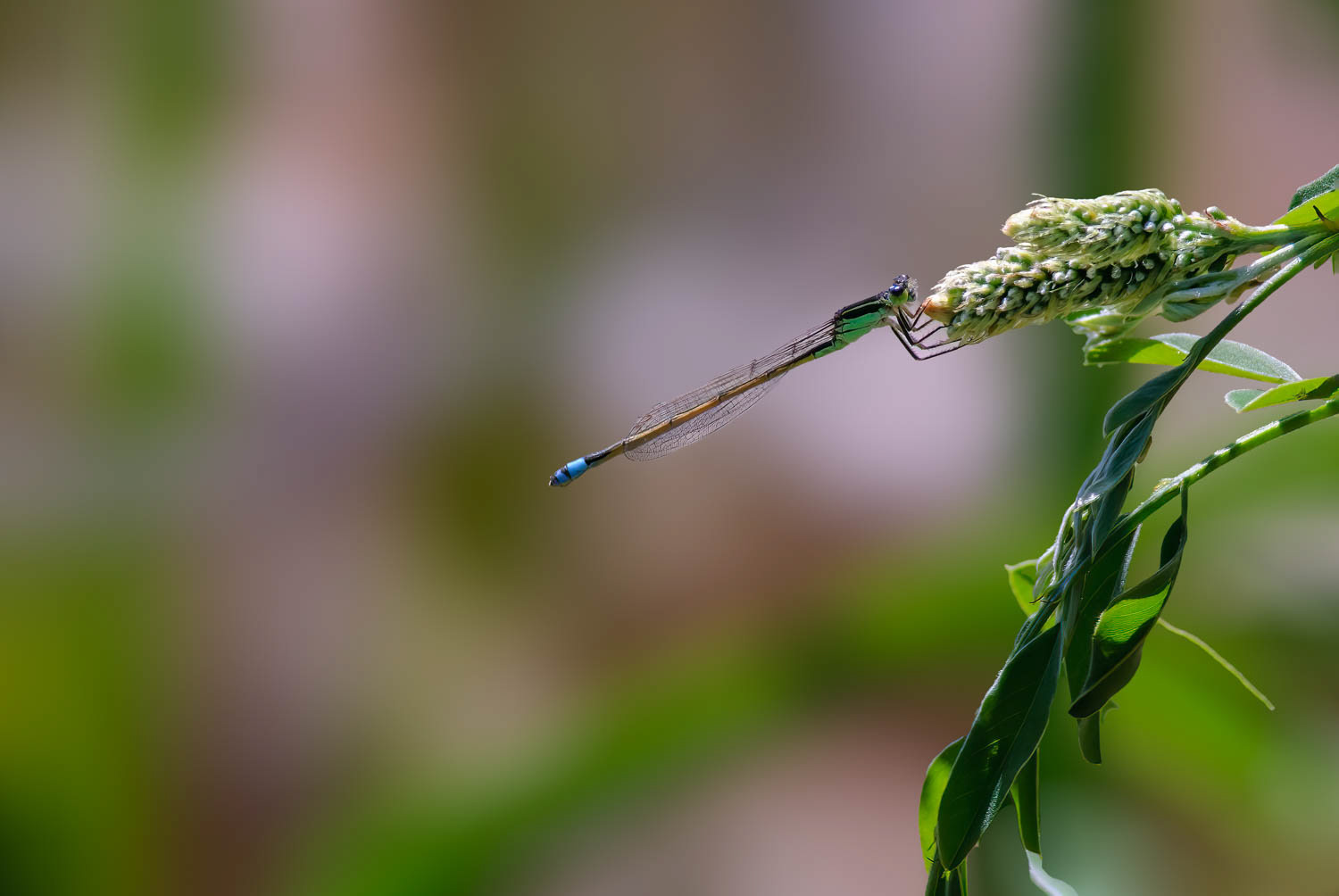 Ramburs Forktail Male (Ischnura Ramburii)